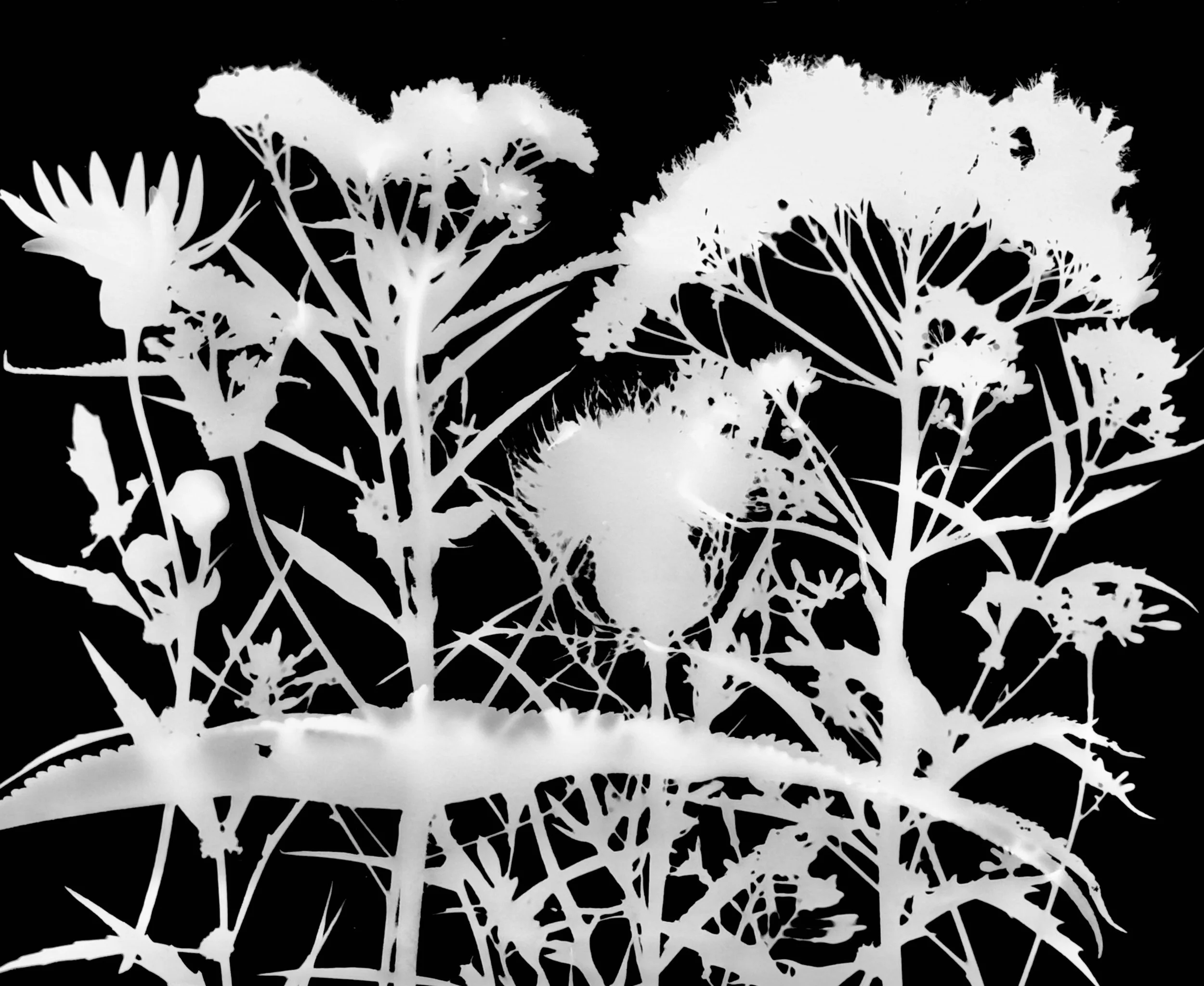 Mid summer natives
8x10.   13A