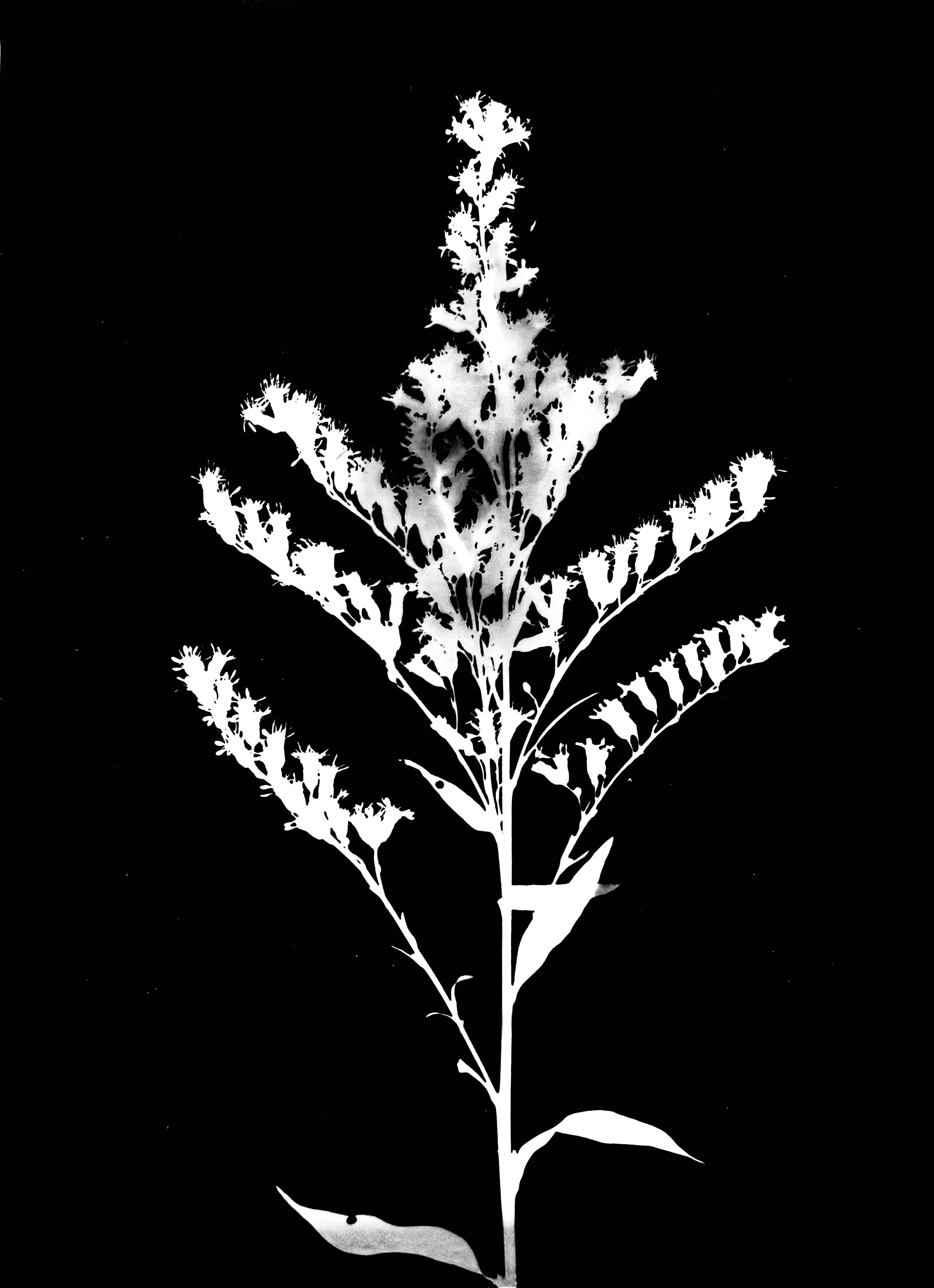 Early goldenrod. 
Solidago juncea     . 5x7