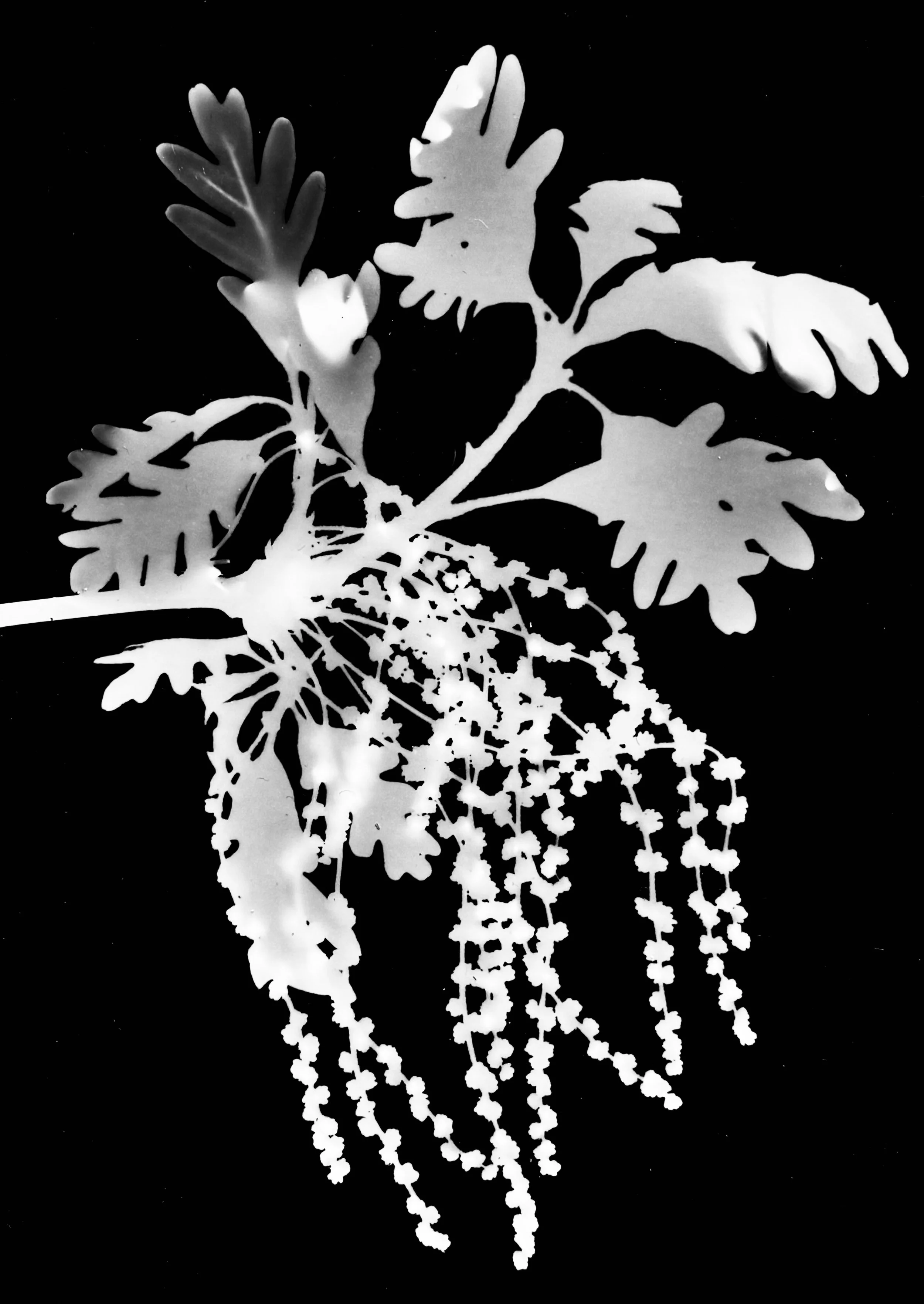 White Oak in Bloom
Quercus alba
8x10. 1A