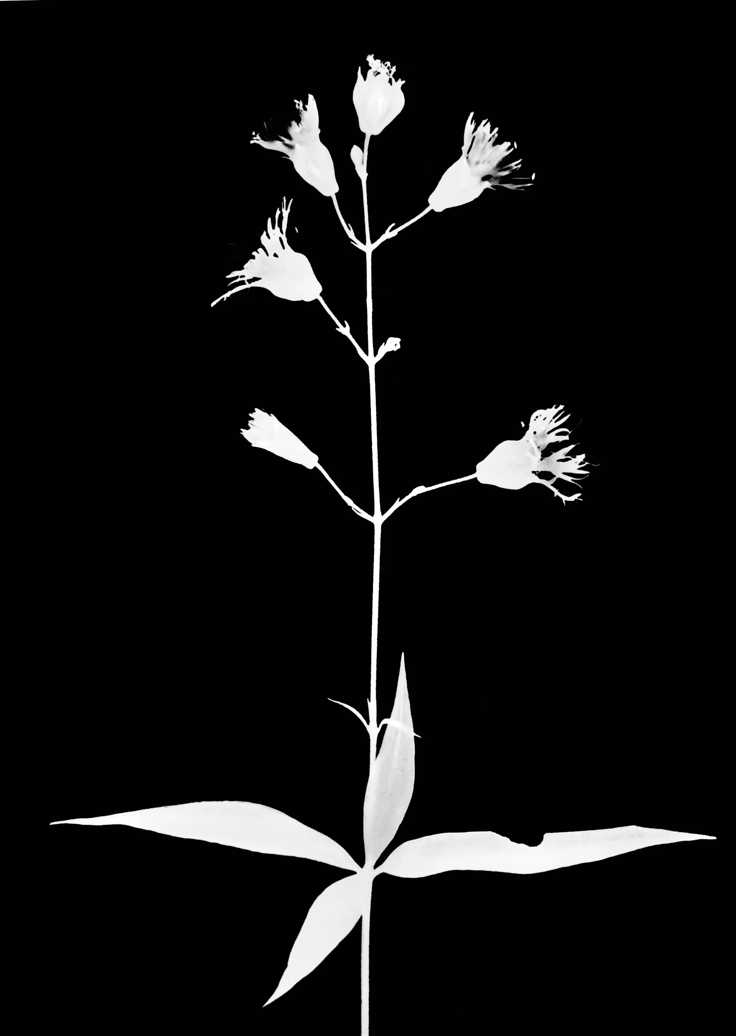 Starry campion
Silene stellata. 5x7