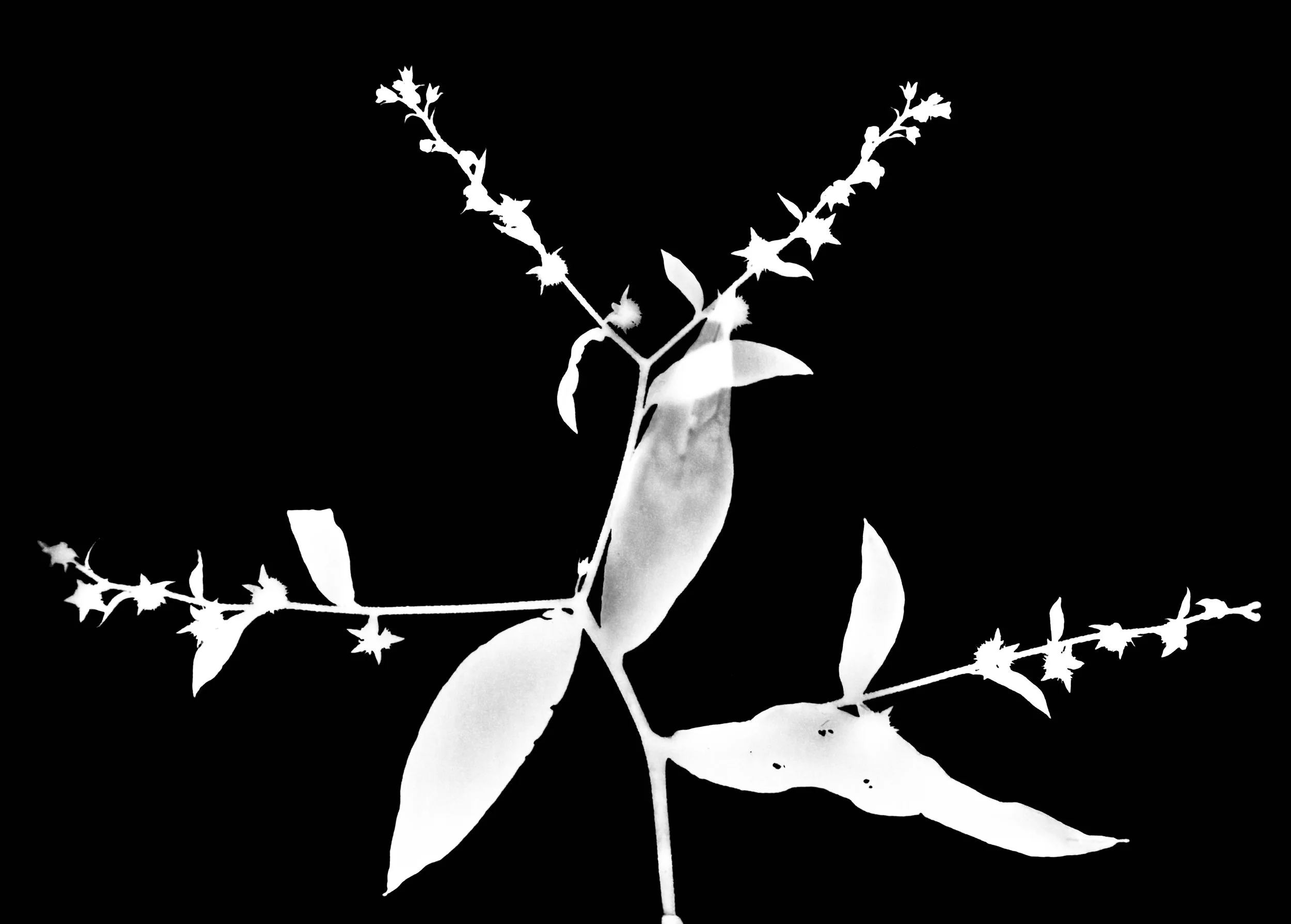 Stickseed. 5x7
Hackelia virginiana