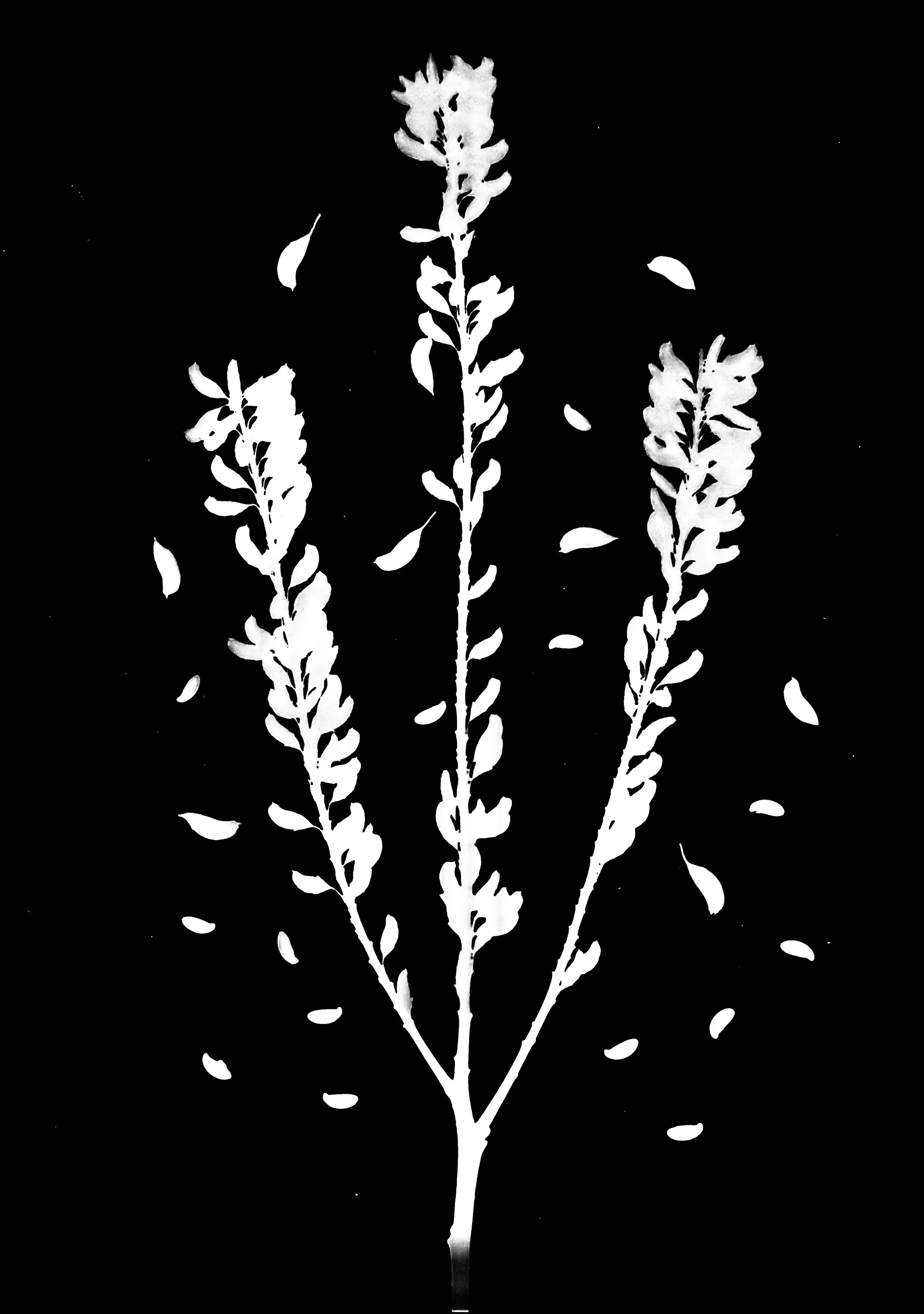 Indigo Bush seeds
Amorpha fruticosa. 5x7