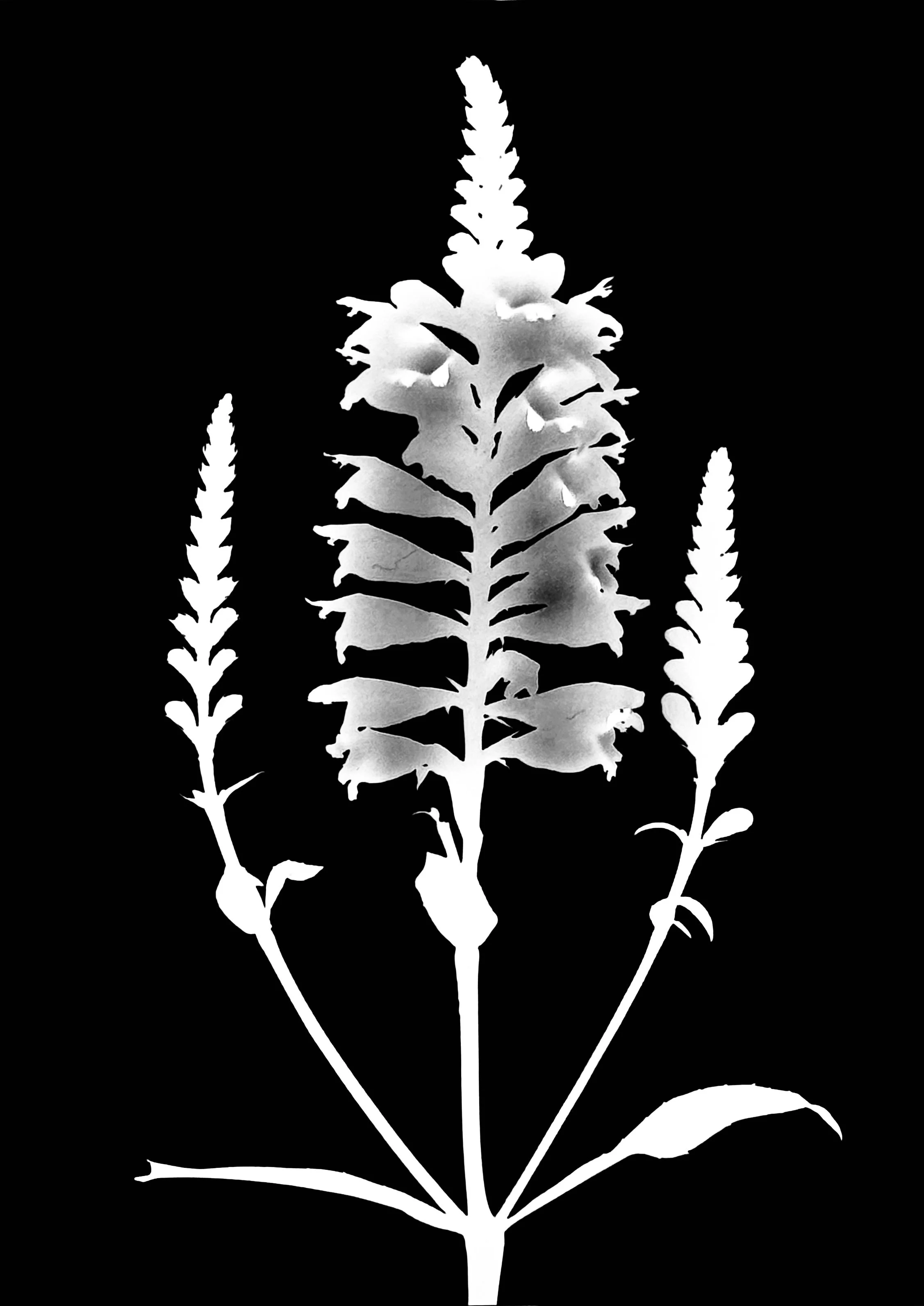 Obedient plant. 5x7
Physostegia virginiana