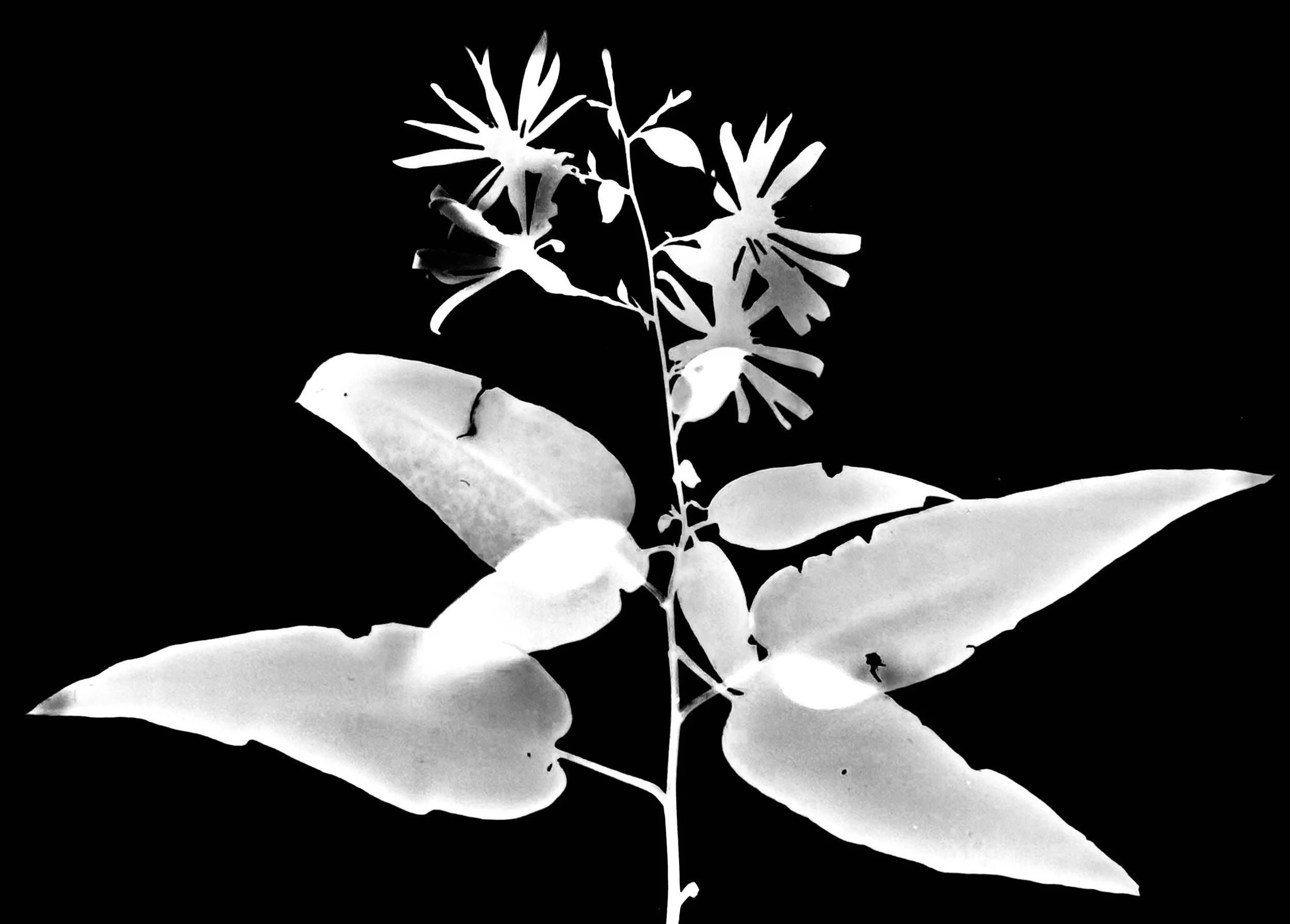 Short's aster. 5x7
Symphyotrichum short
