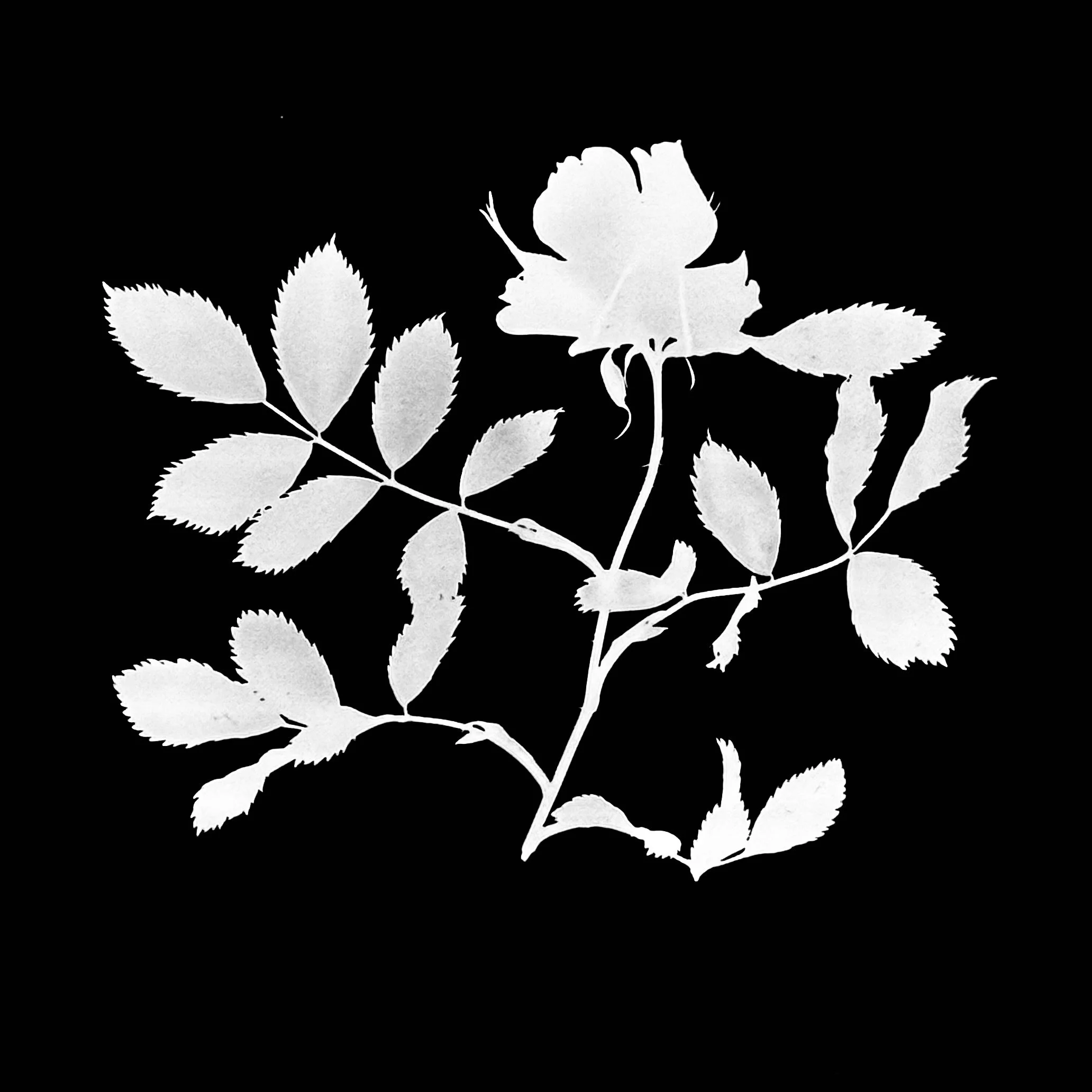 Pasture rose. 5x7
Rosa Carolina