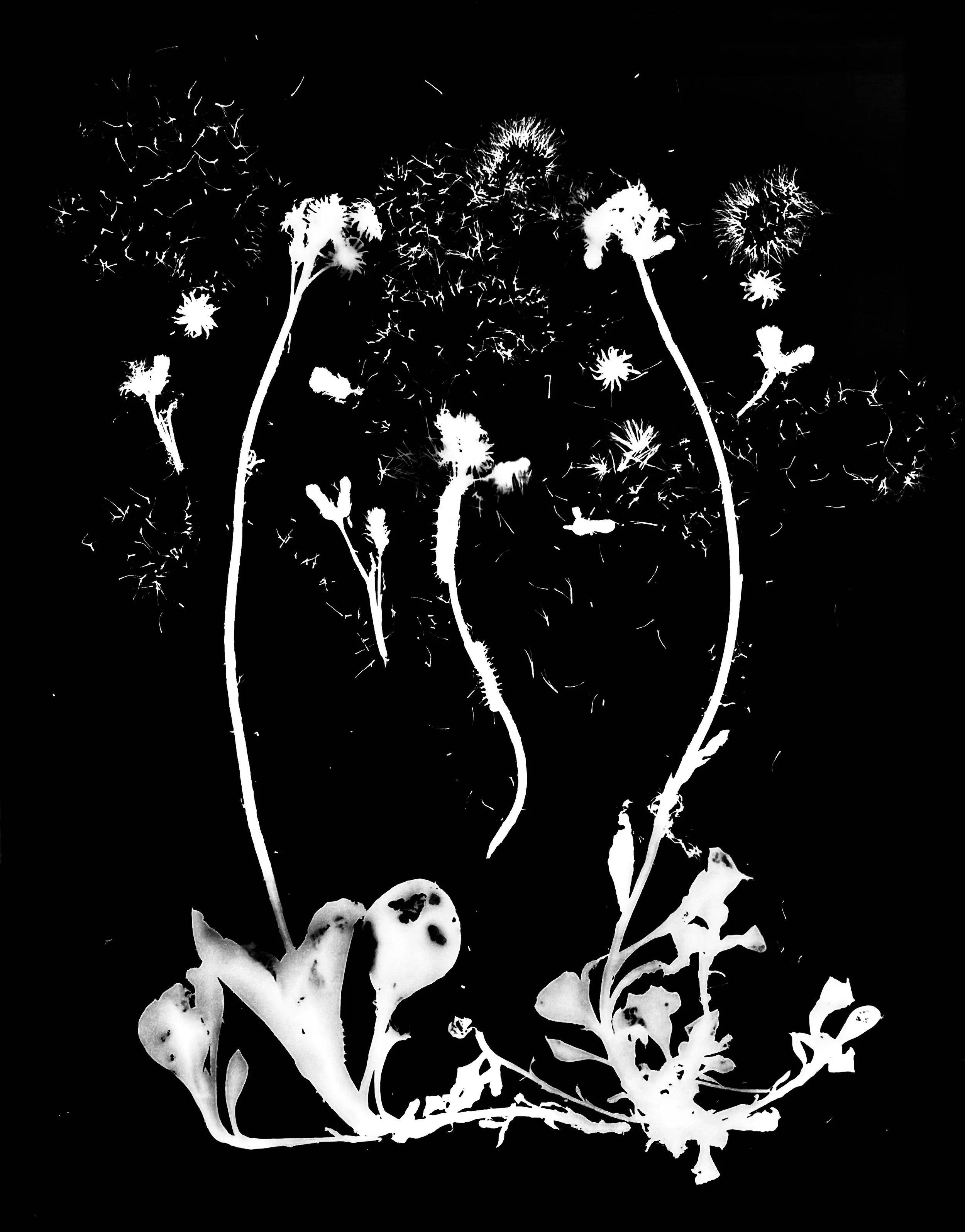 Pussytoes seeds.  8x10
Antennaria plantaginifolia