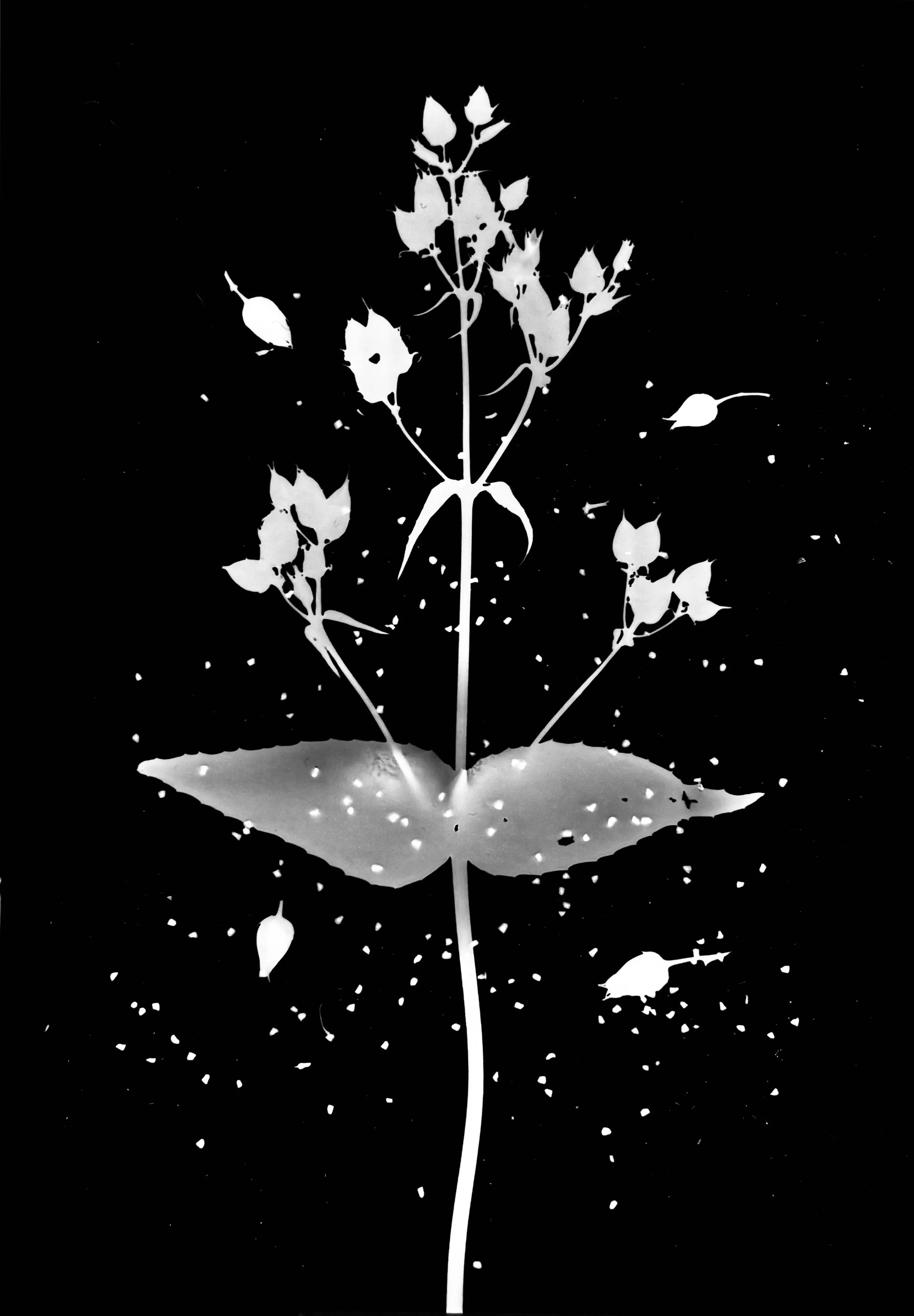 Foxglove Beard Tongue seeds
Penstemon digitalis.   5x7