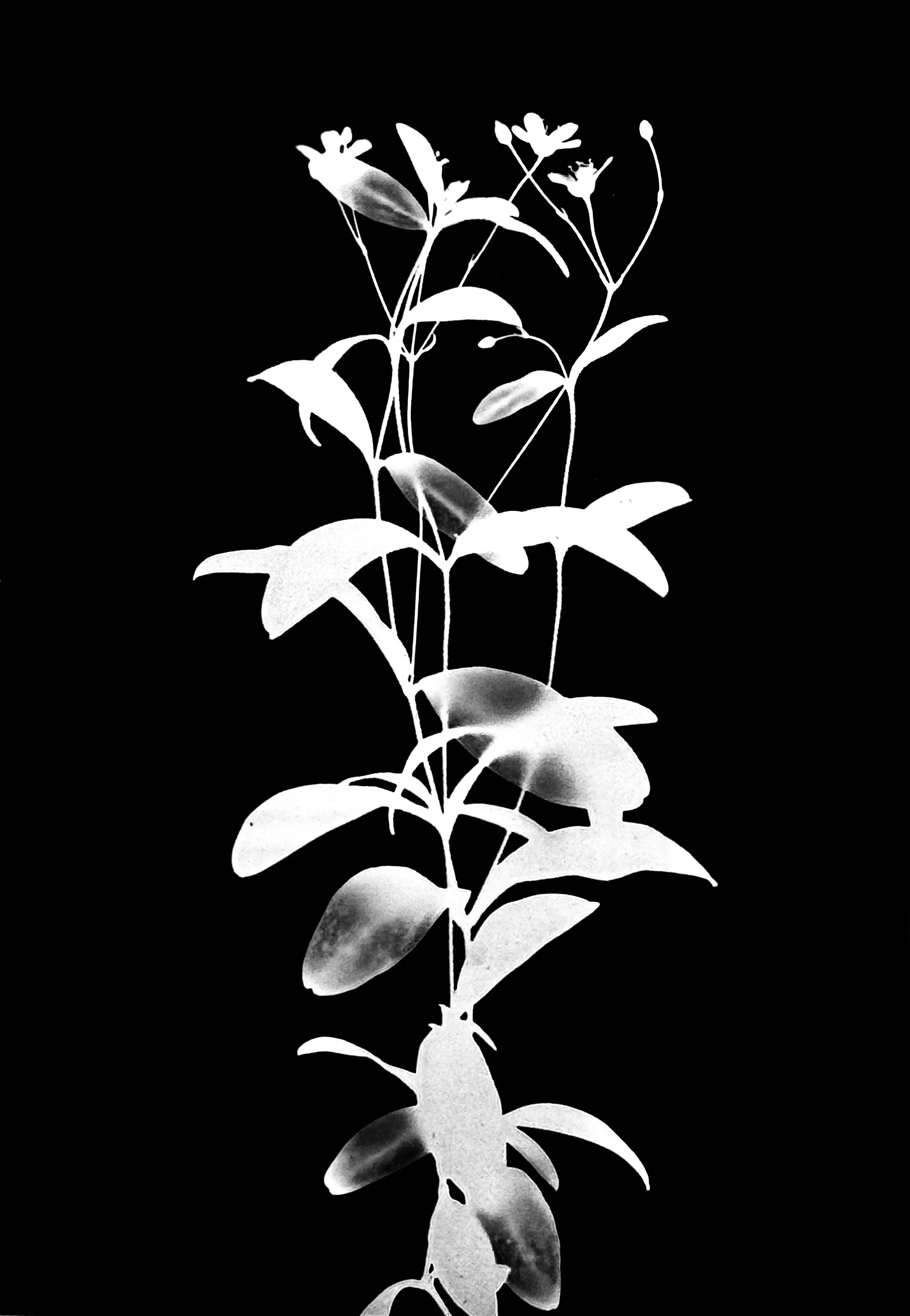 Wood sandwort. 5x7
Moeringia lateriflora