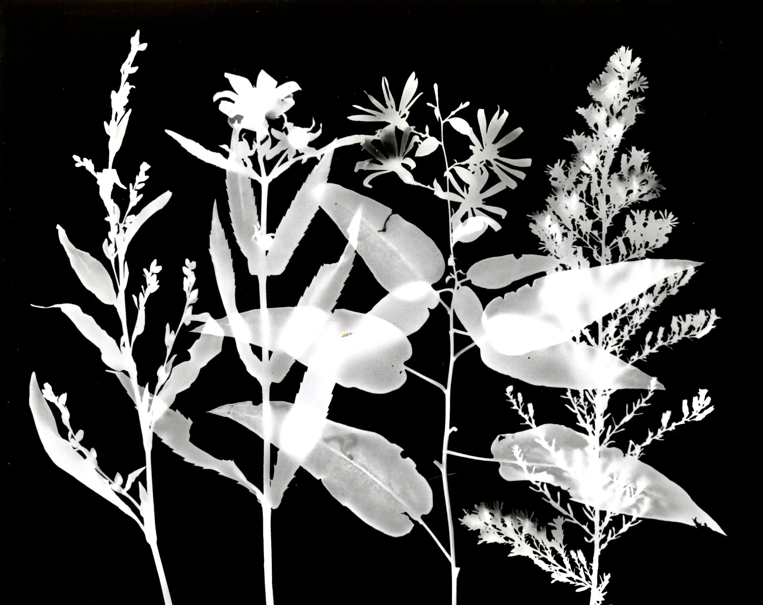 Various native species: Smartweed, Straw-stemmed Tickseed, Short's Aster, Hairy Aster    11x14
