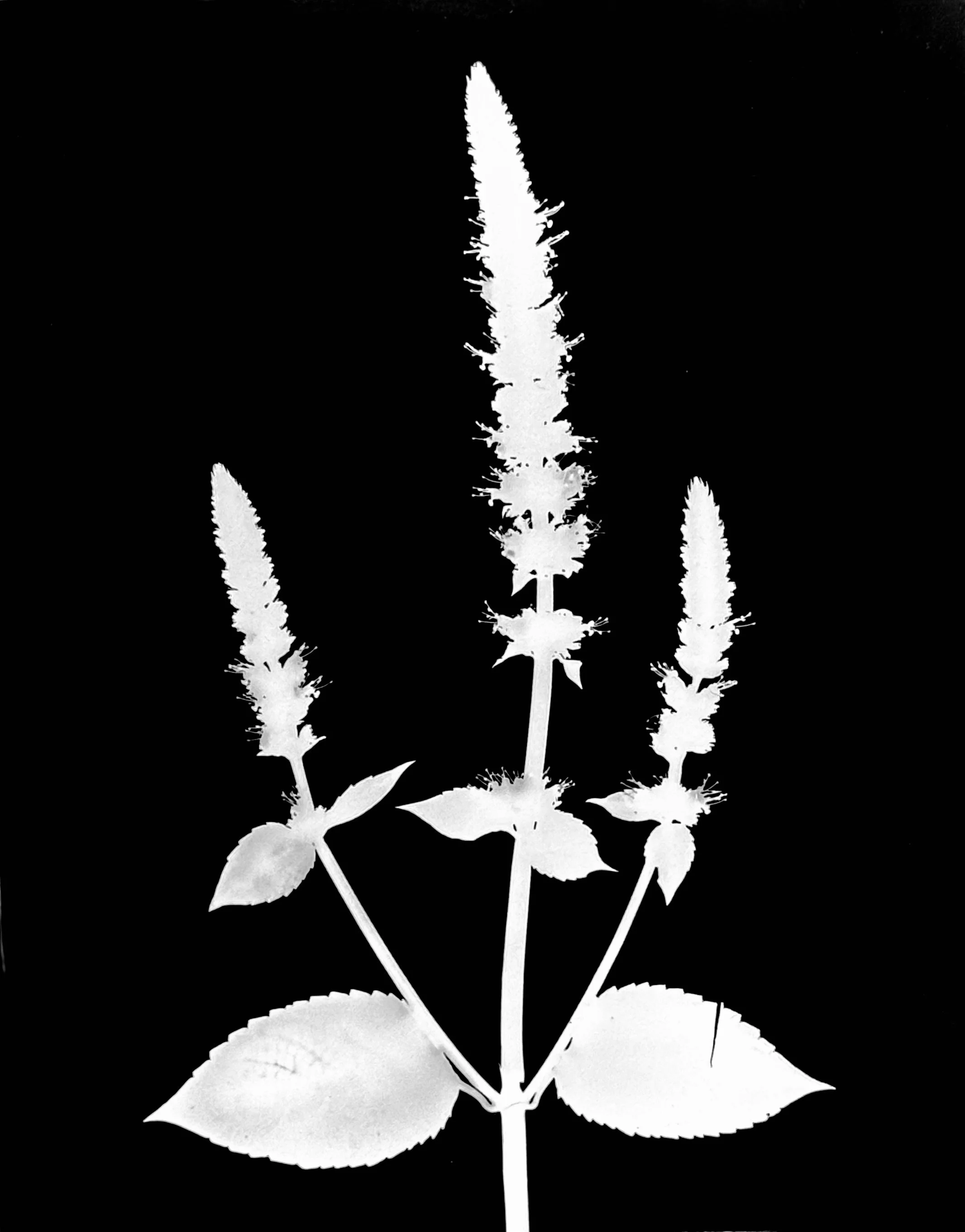 Giant yellow hyssop. 5x7
Agastache nepetoides
