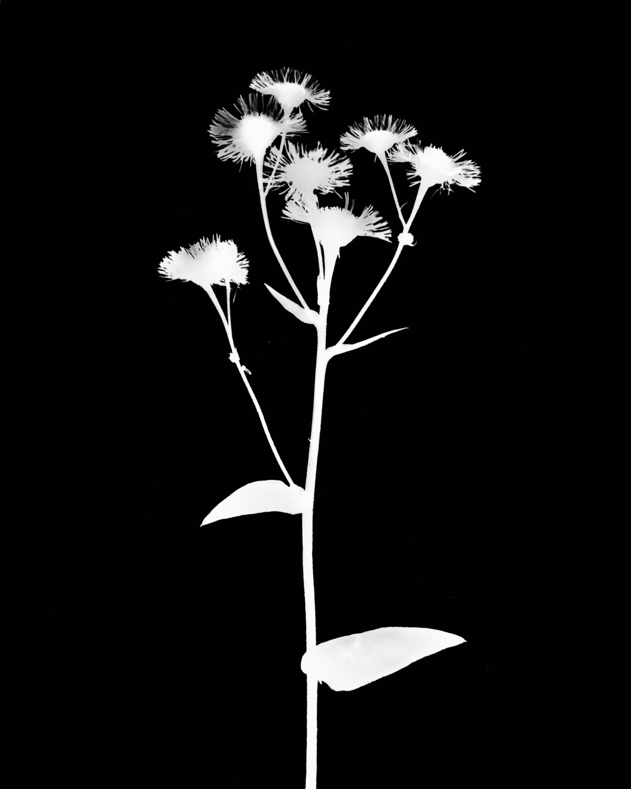 Daisie fleabane  5x7
Erigeron strigosis