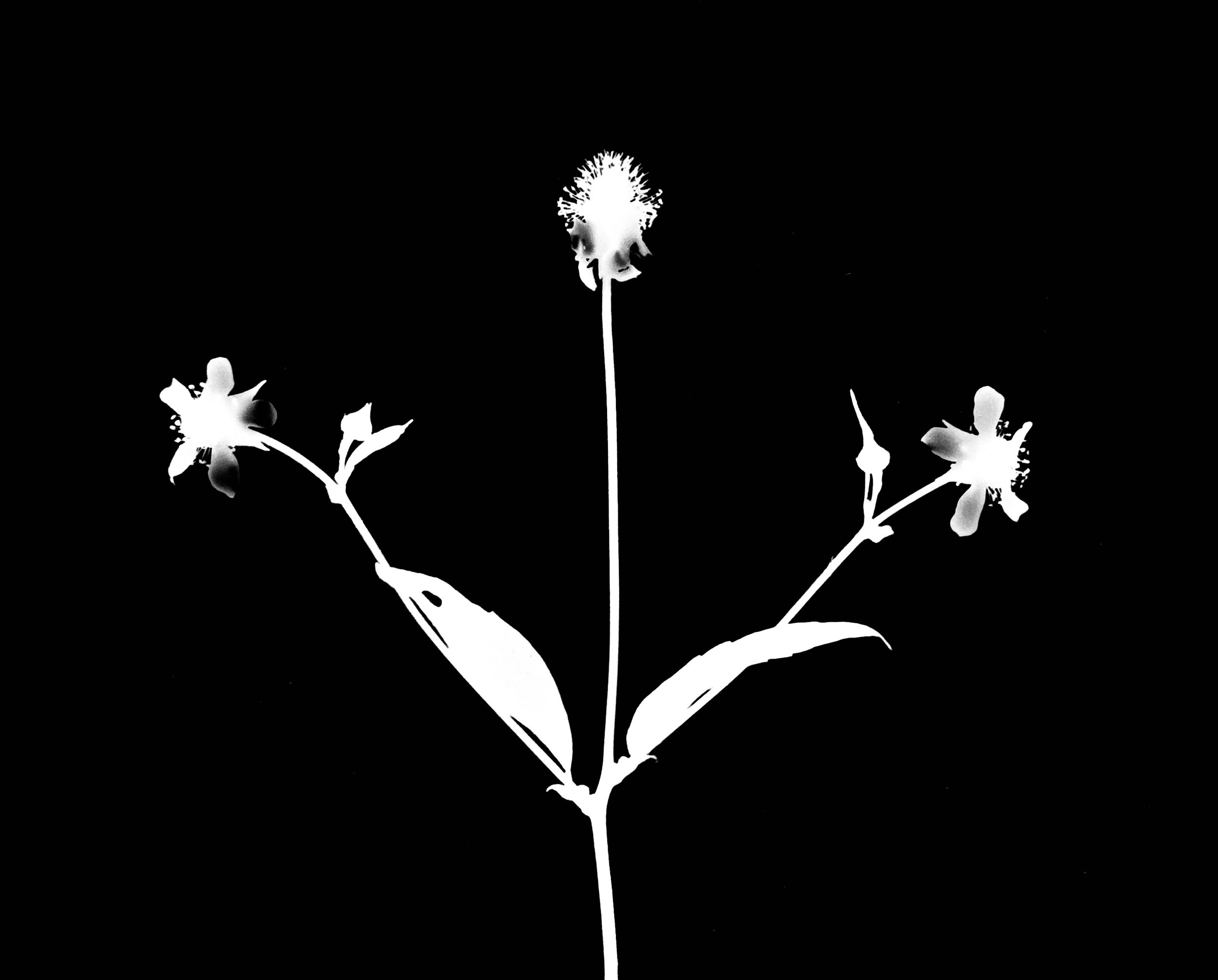 White avens.  5x7
Geum canadense