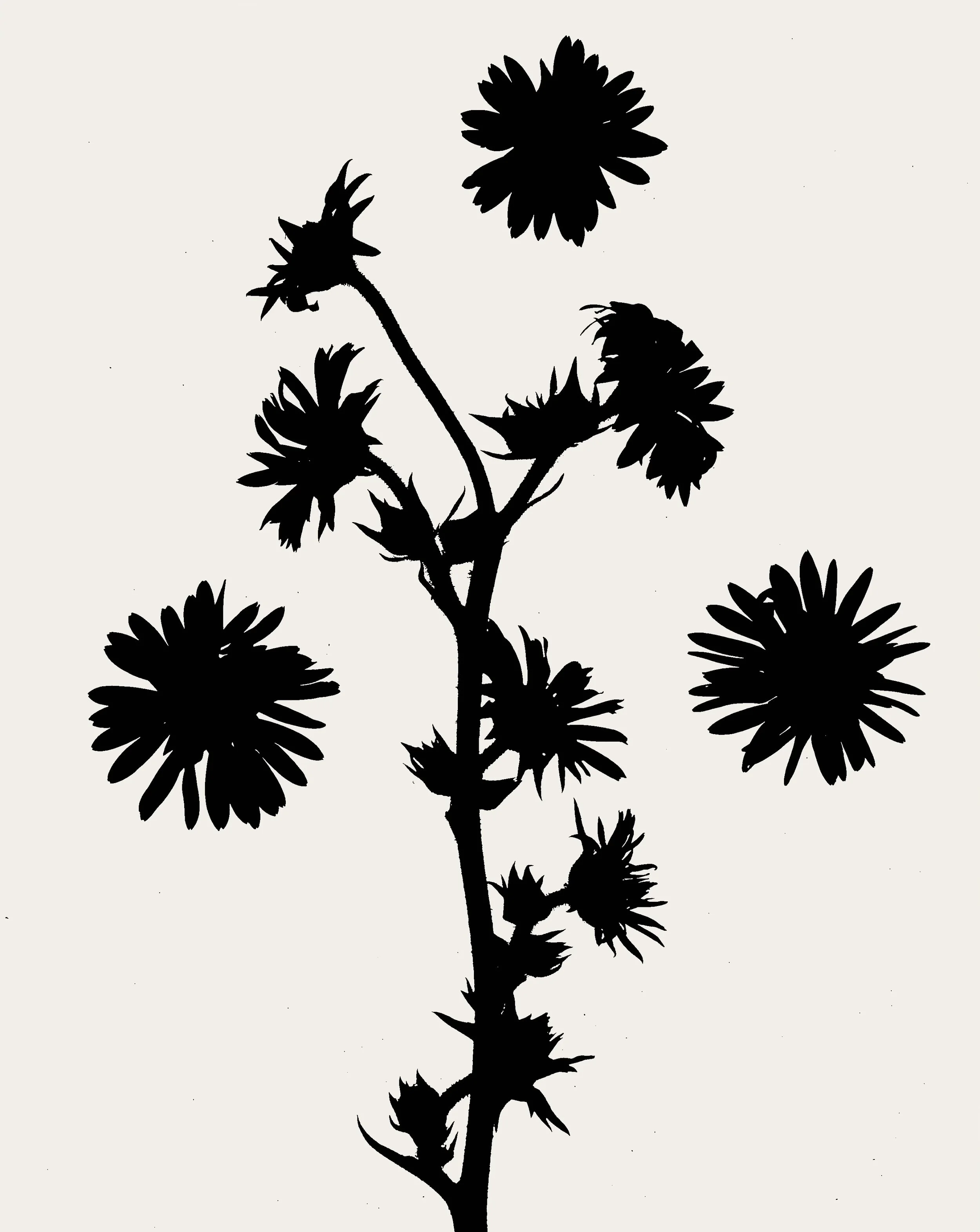 Compass plant.  8x10  1B
Silphium laciniatum
