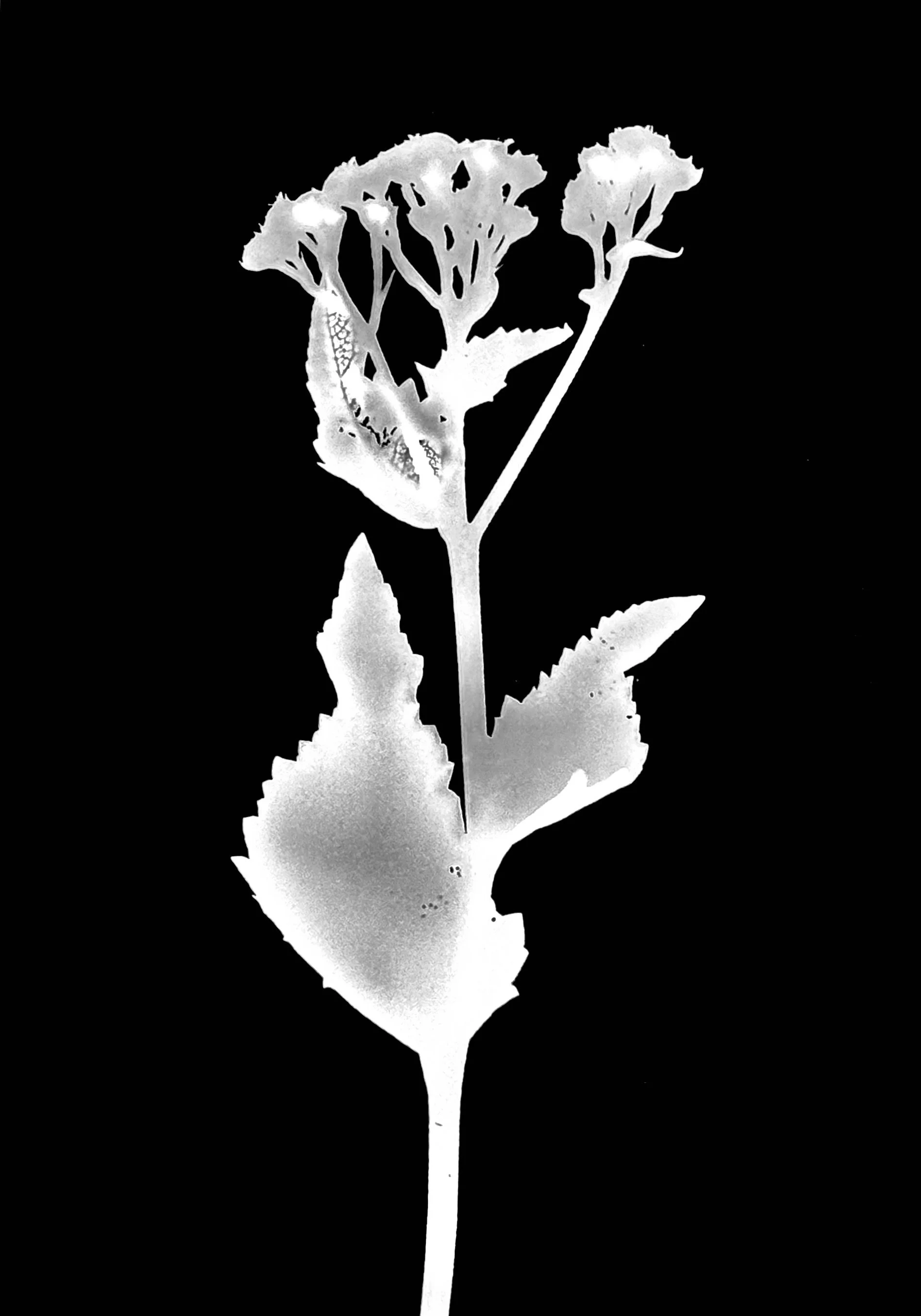 Wild quinine. 5x7
Parthinium integrifolium