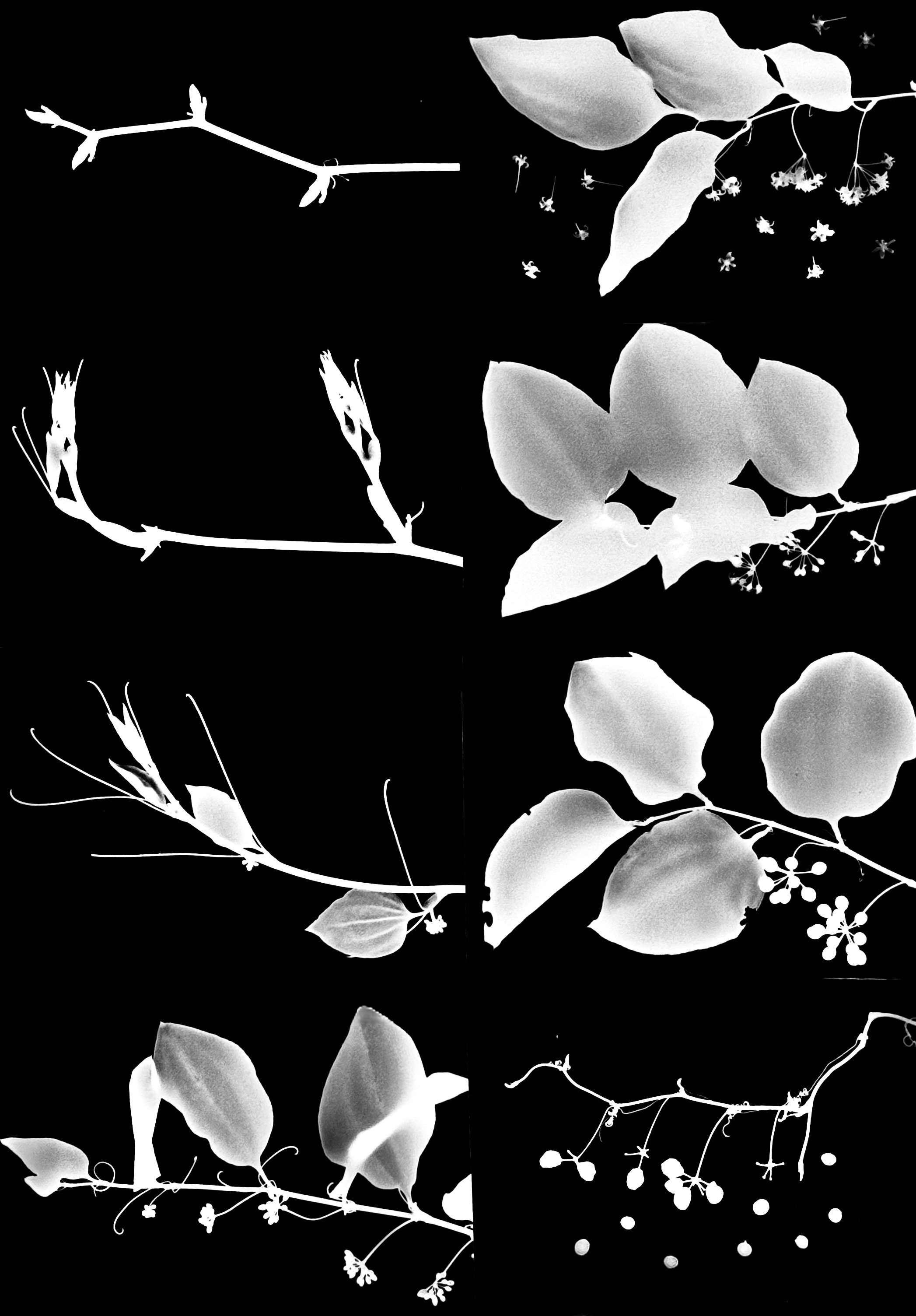 Bristly Cat Brier life cycle
Smilax hispida.  16x20