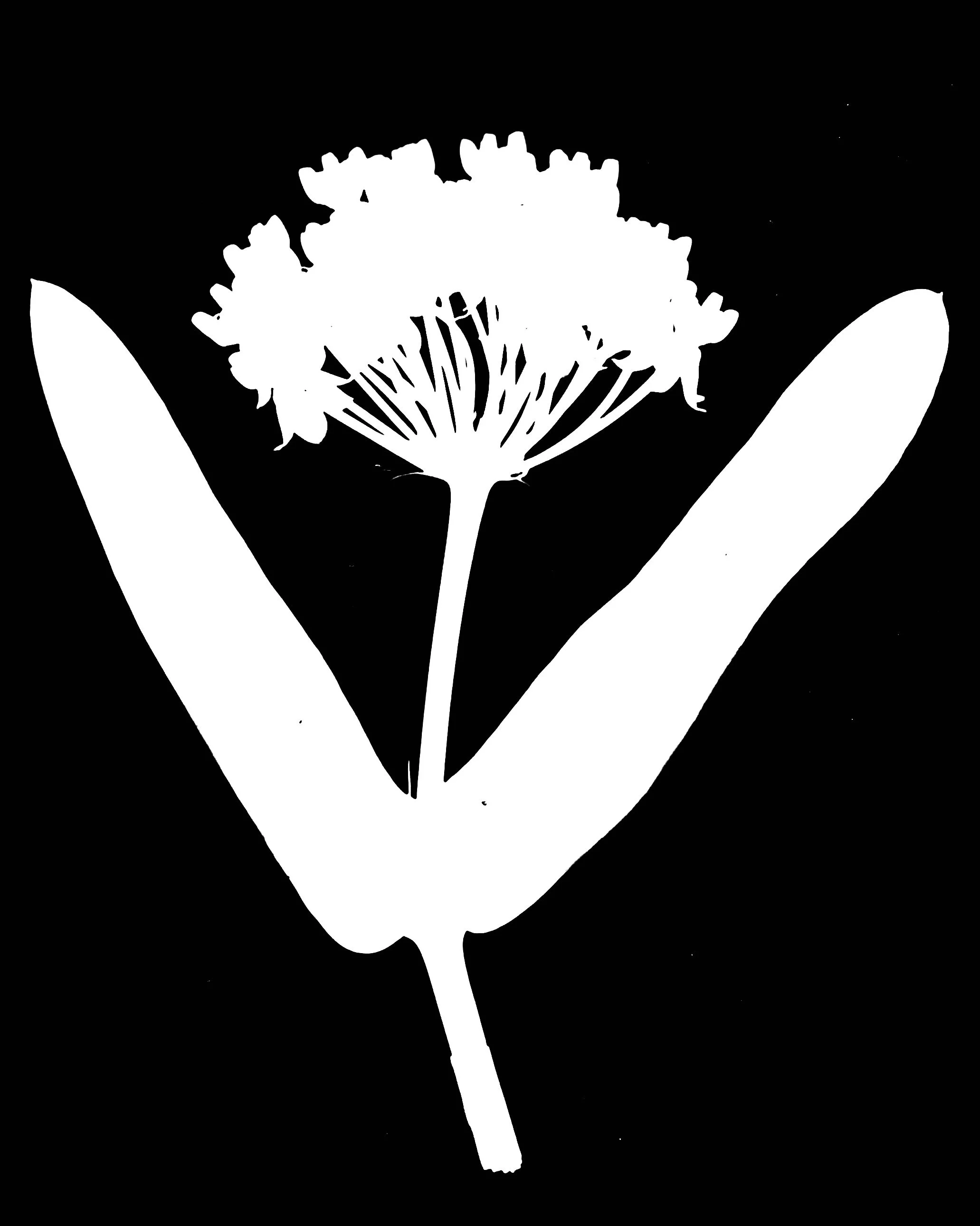 Sullivant's Milkweed.    5x7
Asclepias sullivantti