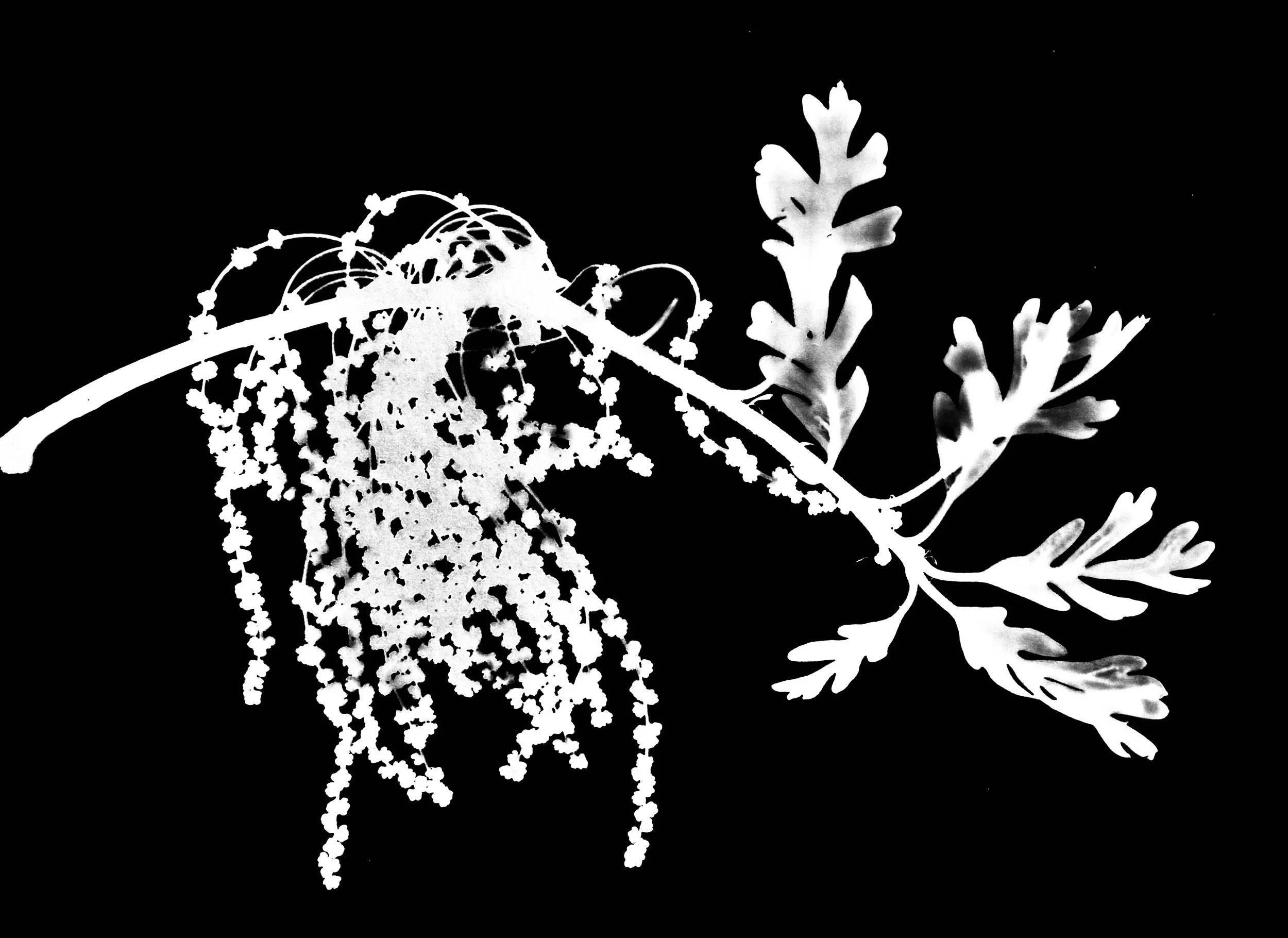 White Oak in Bloom
Quercus alba
5x7