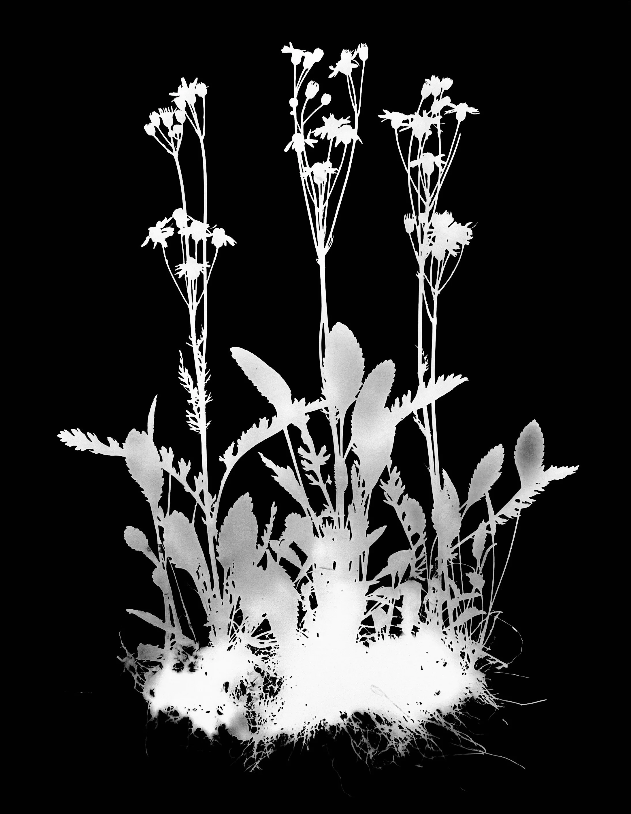 Balsam Ragwort. 16x20
Packer paupercula