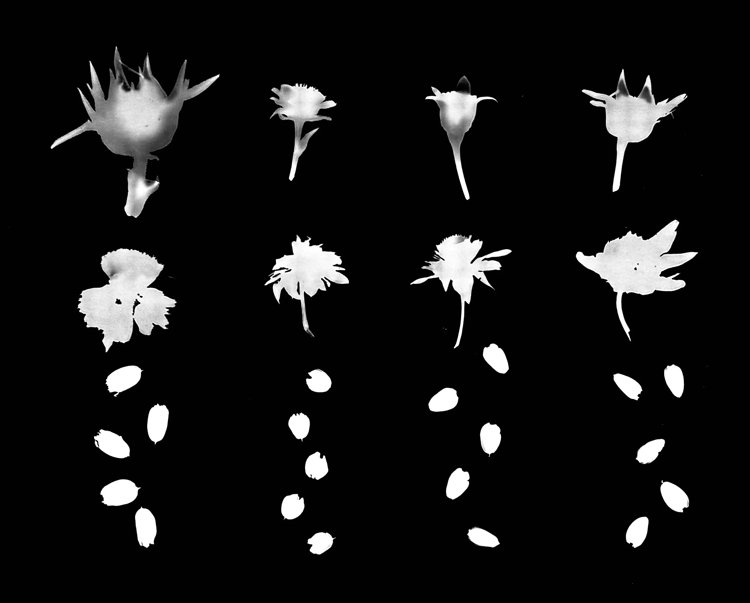 Sophism seeds : L-R  Compass Plant, Rosinweed, Cup Plant, Prairie Dock.
Silphium (S) laciniatum, S. integrifolium,
S. perfoliatum, S. terebinthinaceum
11x14
