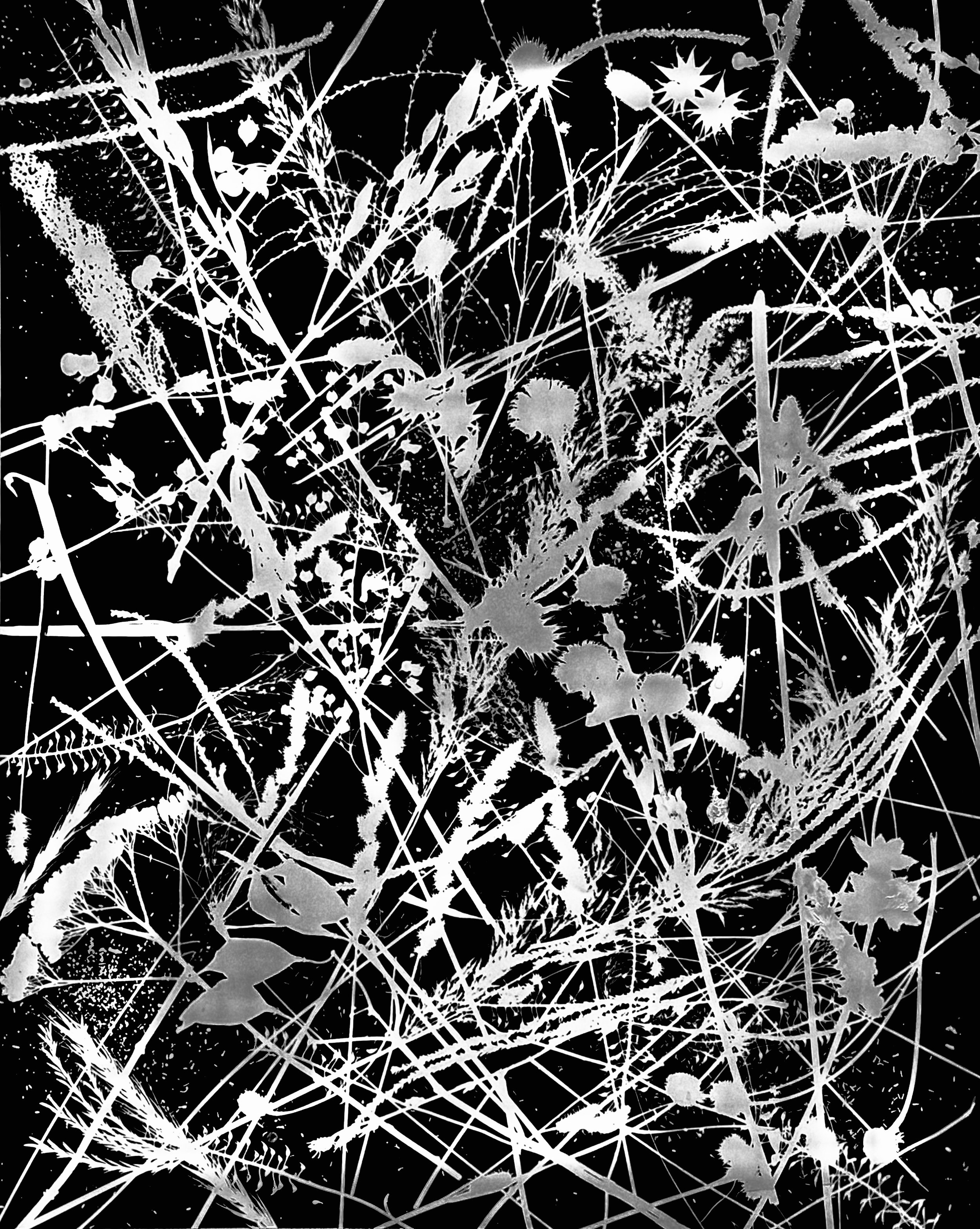 Native woodland, prairie and wetland
seed heads, NE Illinois
16x20.  