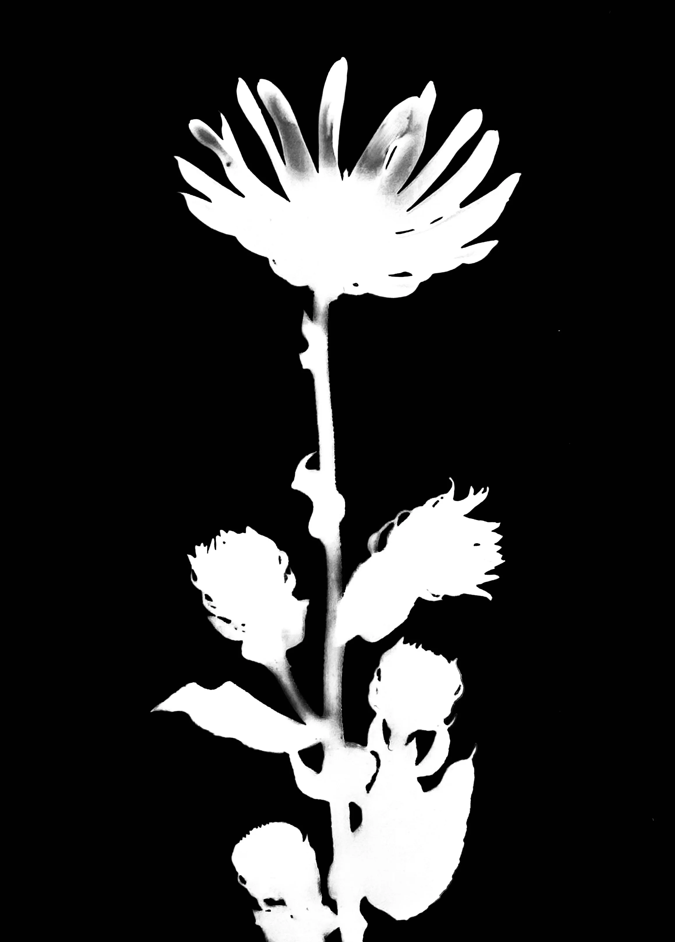 Downy sunflower
Helianthus mollis. 5x7