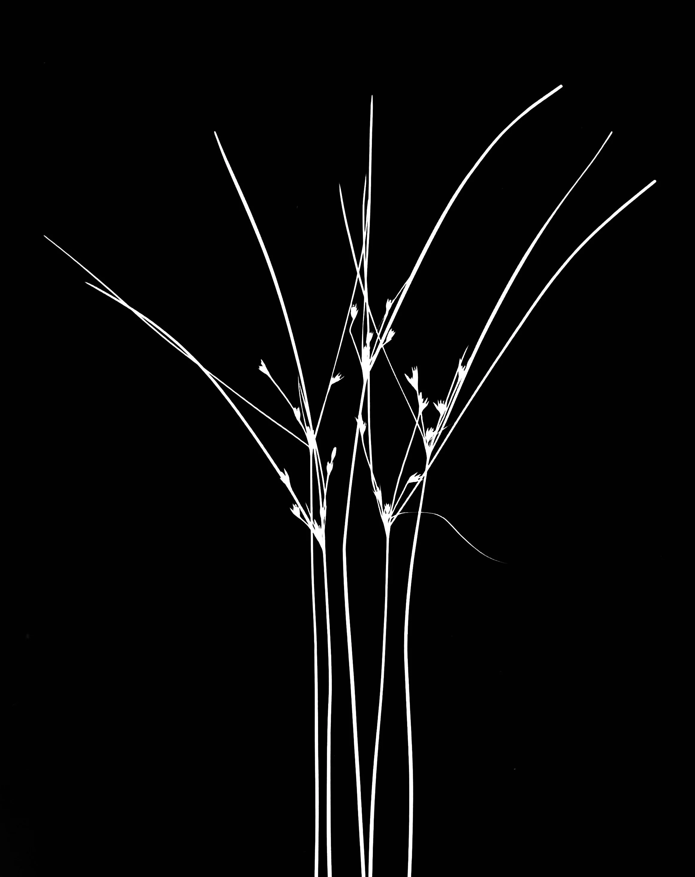 Dudley's rush  5x7
Juncus dudleyi