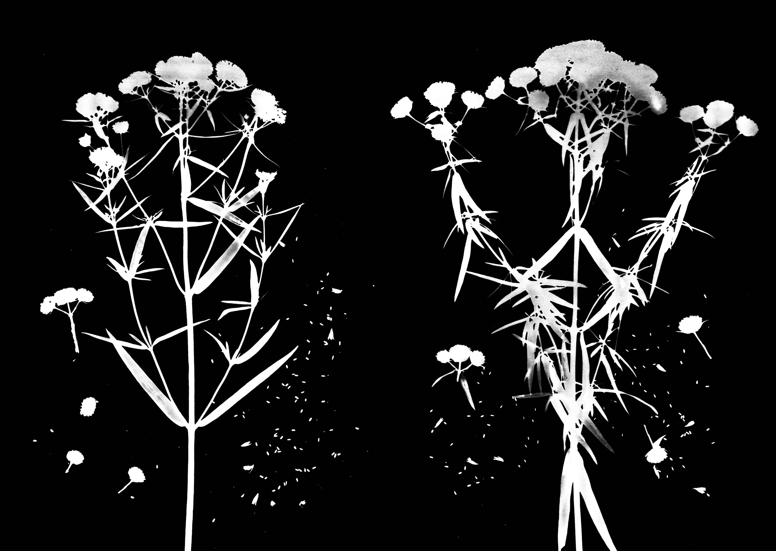 Slender mt. mint-left, Common mt. mint-right
Pycanthemum tenuifolium, P. virginianum
11x14