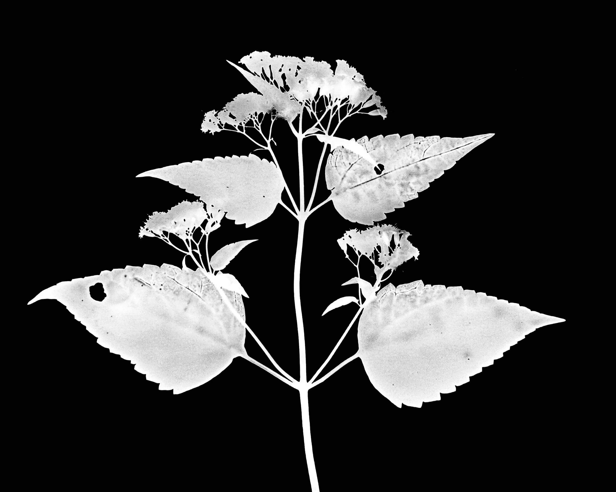 White snakeroot  5x7
Ageratina altissima