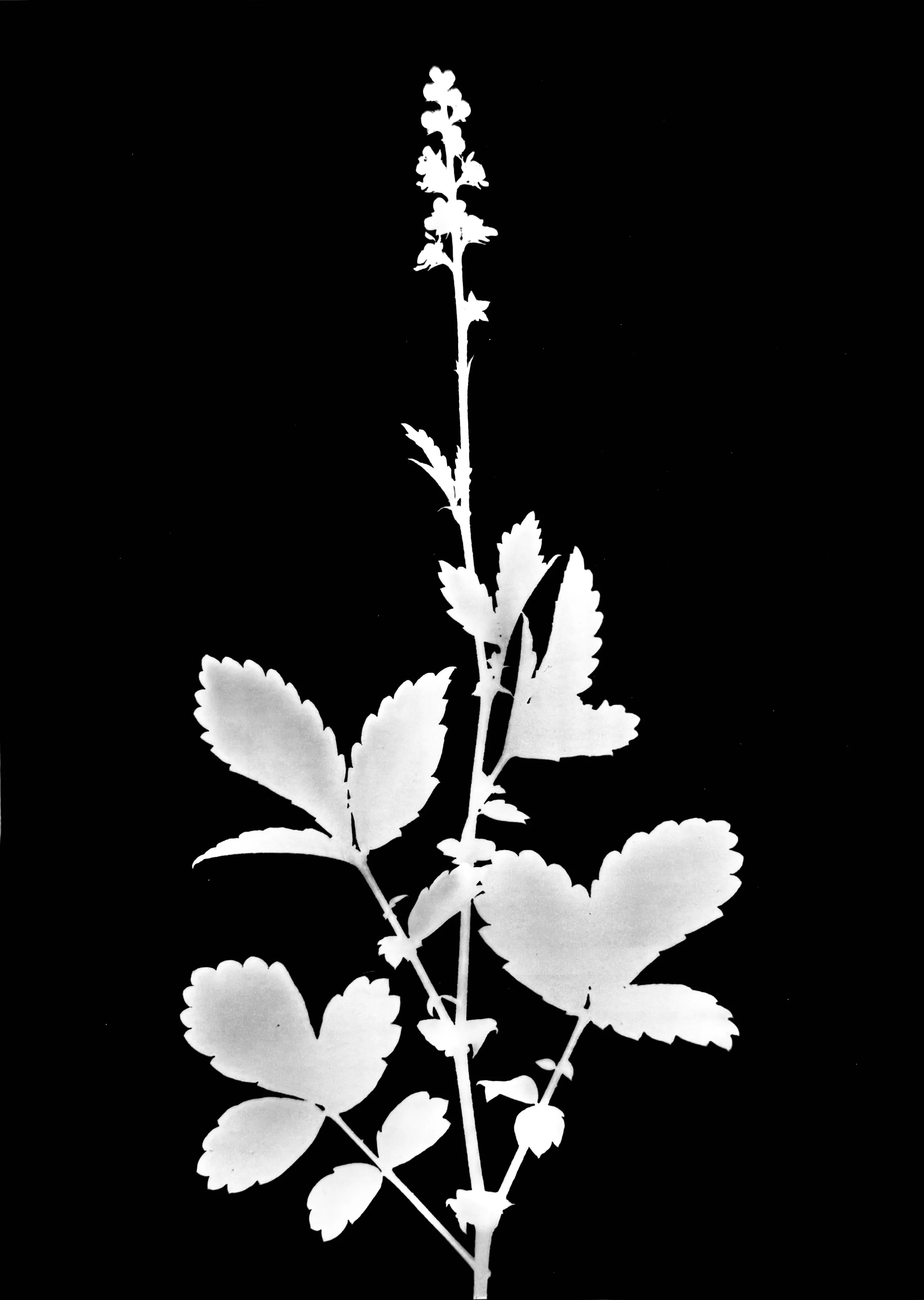 Tall Agrimony. 5x7
Agrimonia gryposepala

