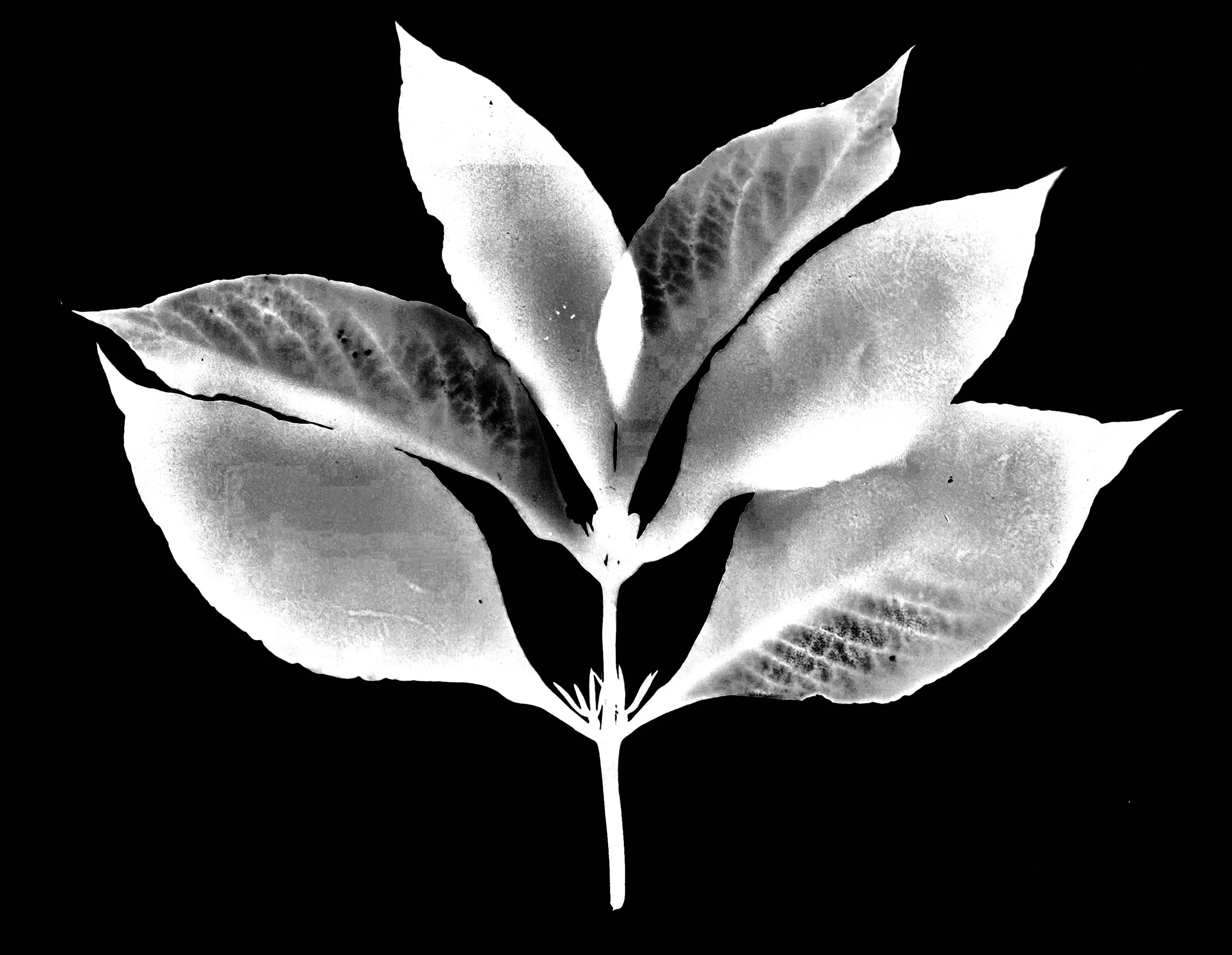 Early horse gentian. 11x14
Triosteum aurantiacum