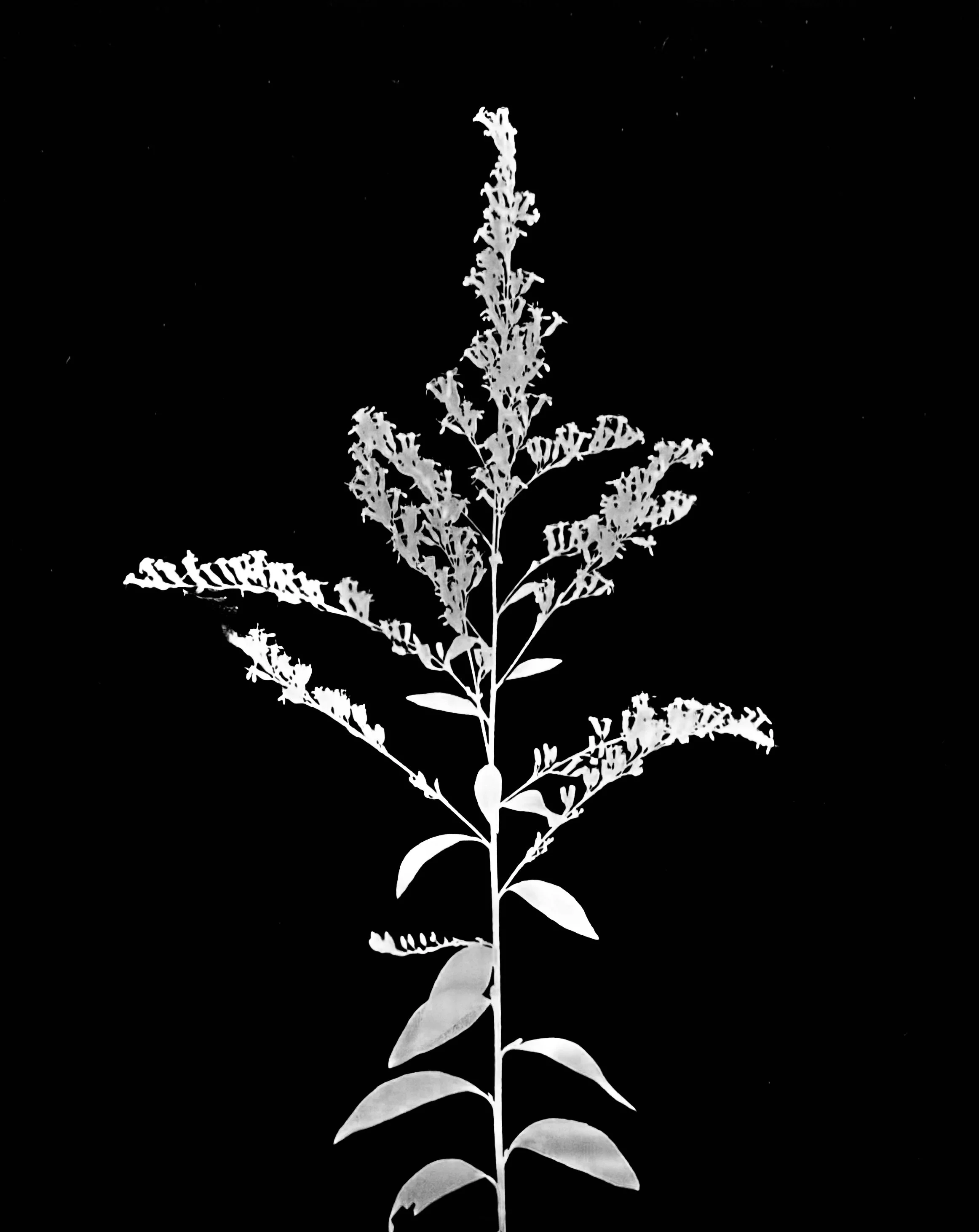 Elm-leaved goldenrod
Solidago ulmifolia. 5x7