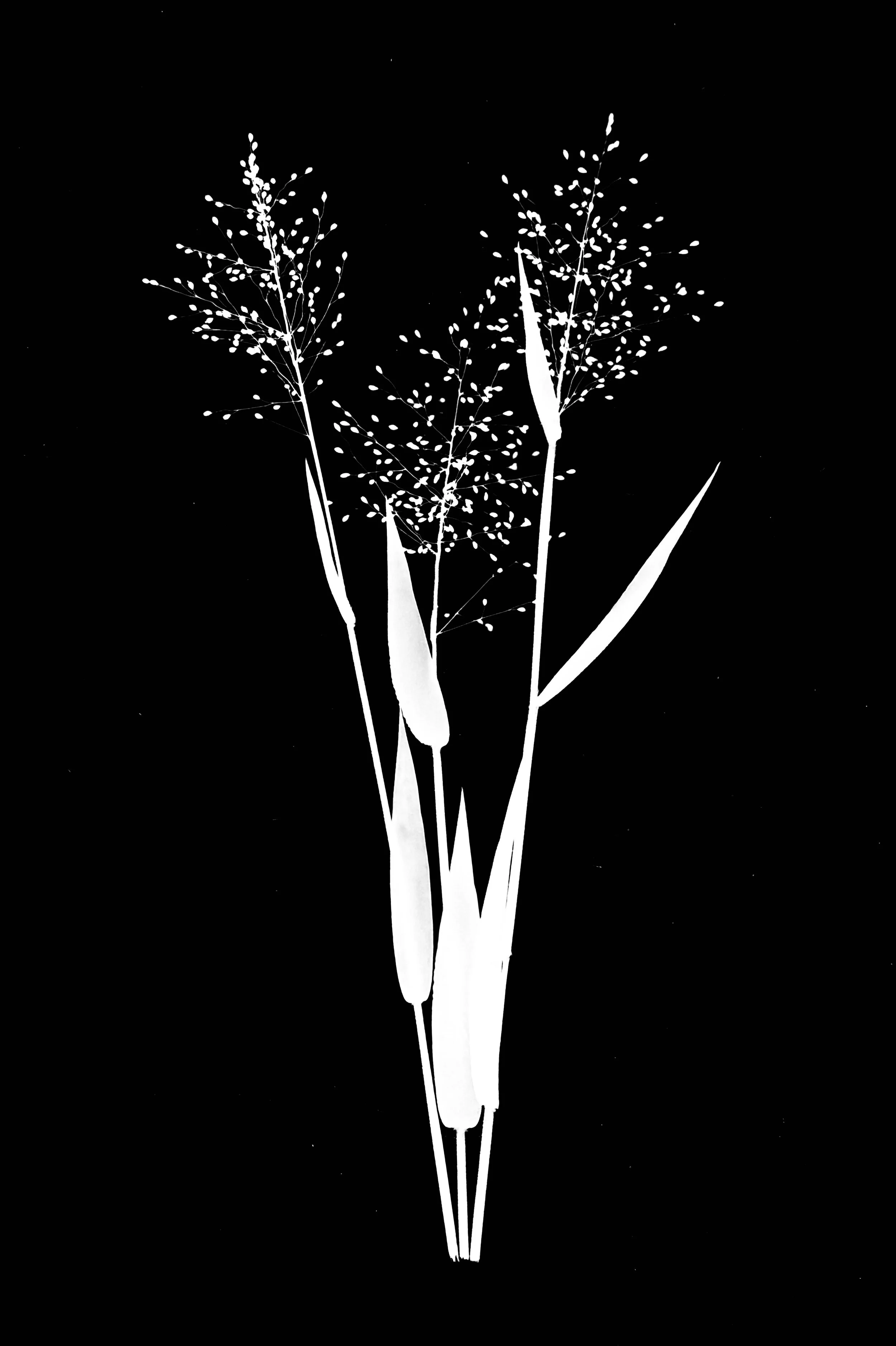 Small panic grass  5x7
Dichanthelium sp.