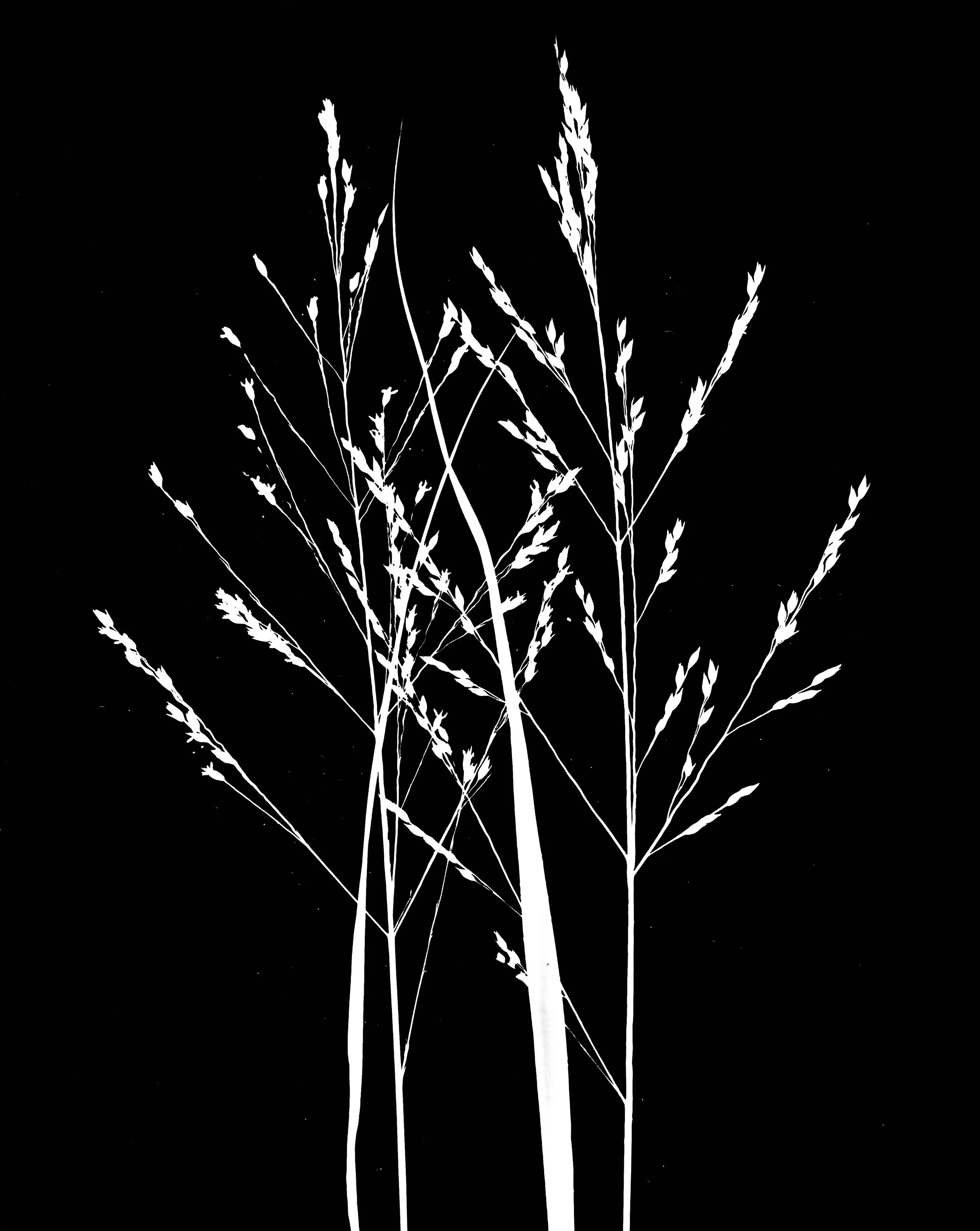 Switch Grass. 8x10
Panicum virgatum