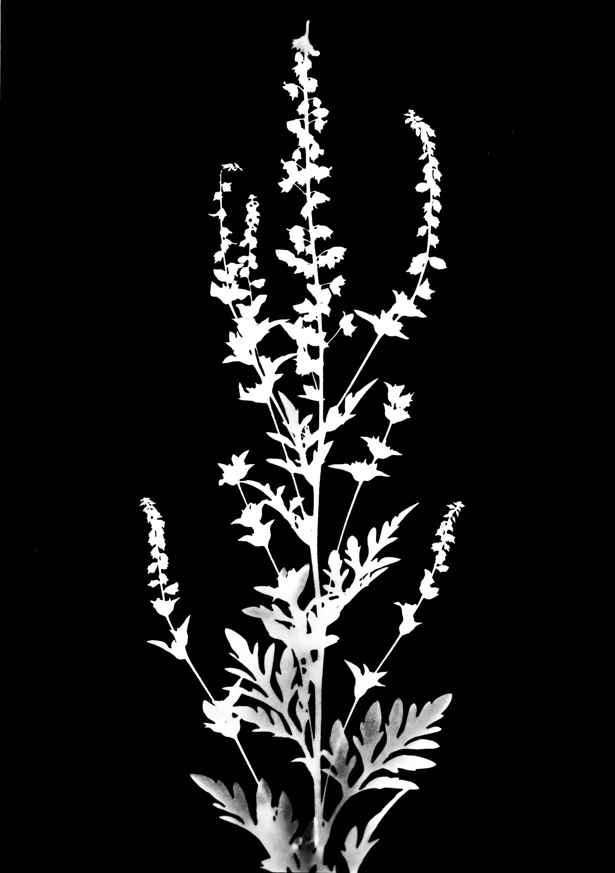Common ragweed. 5x7
Ambrosia artemisiifolia