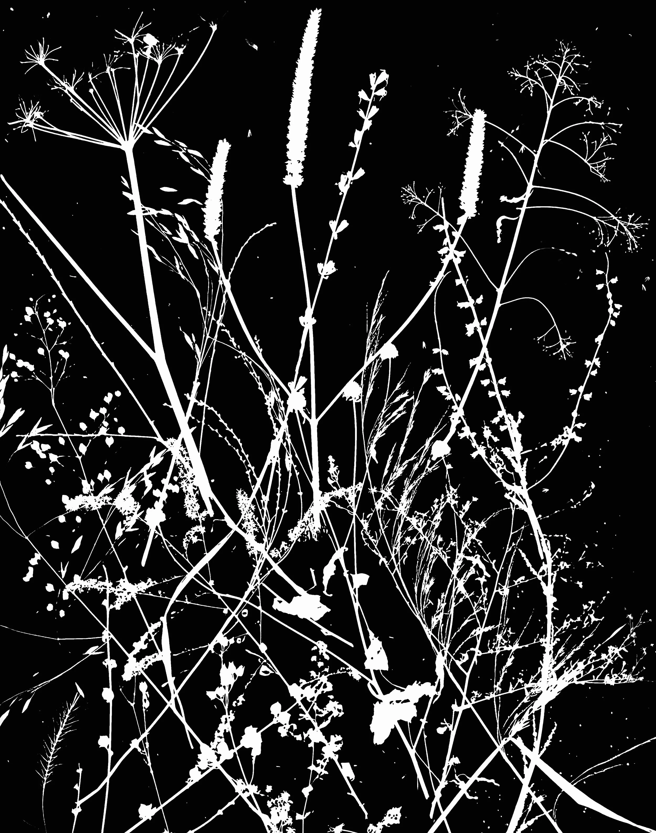 Dormant woodland plants
16x20. 2A