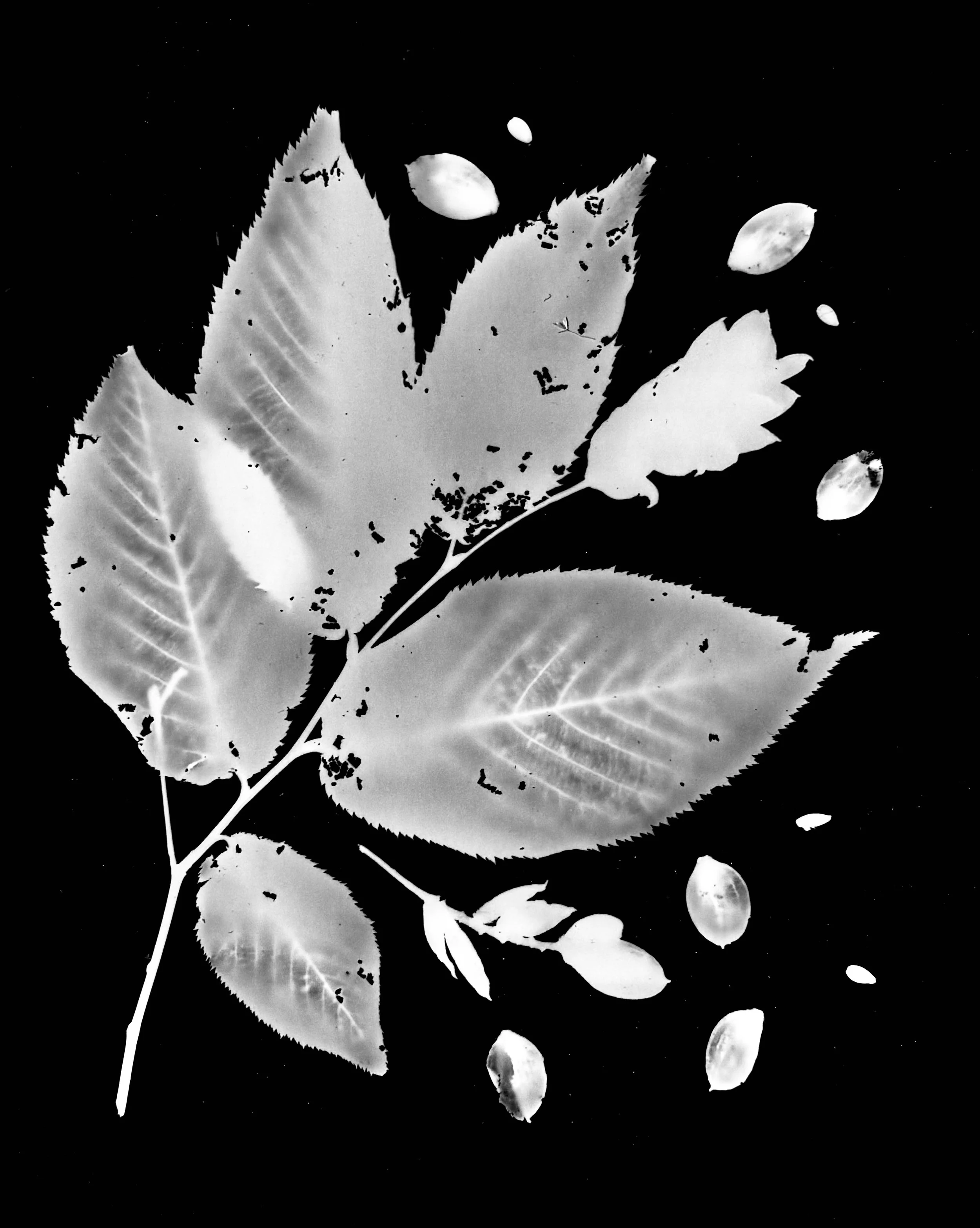 Hop Hornbeam/Ironwood seeds
Ostrya virginiana. 8x10