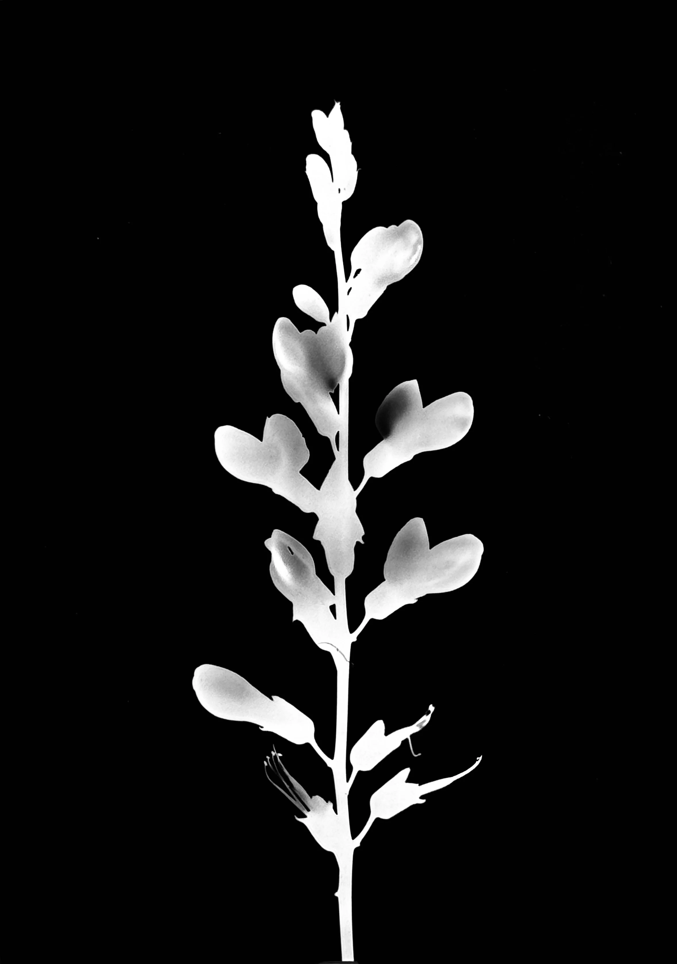 Cream wild indigo. 5x7
Baptisia leucophaea