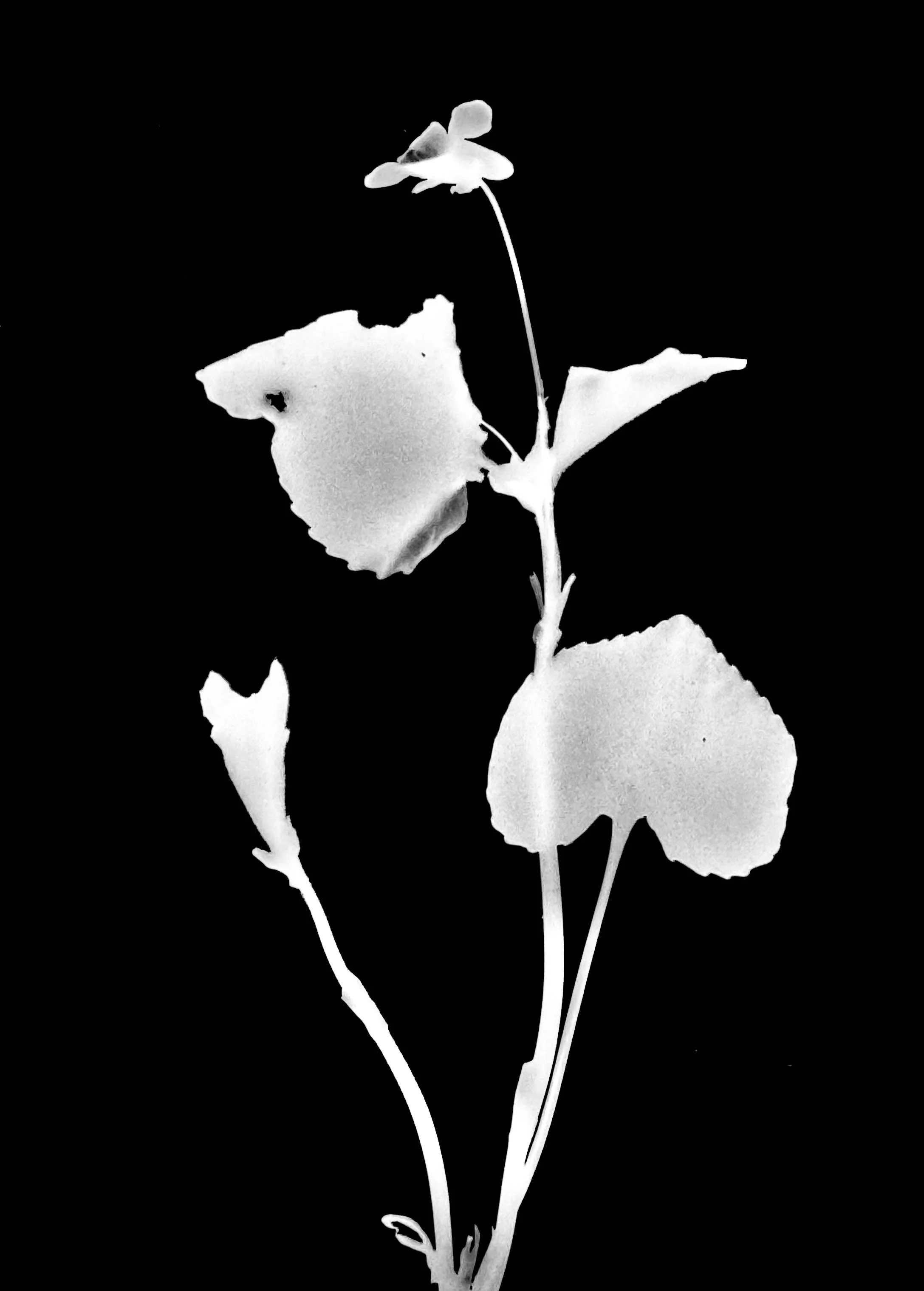 Downy yellow violet
Viola pubescens. 5x7