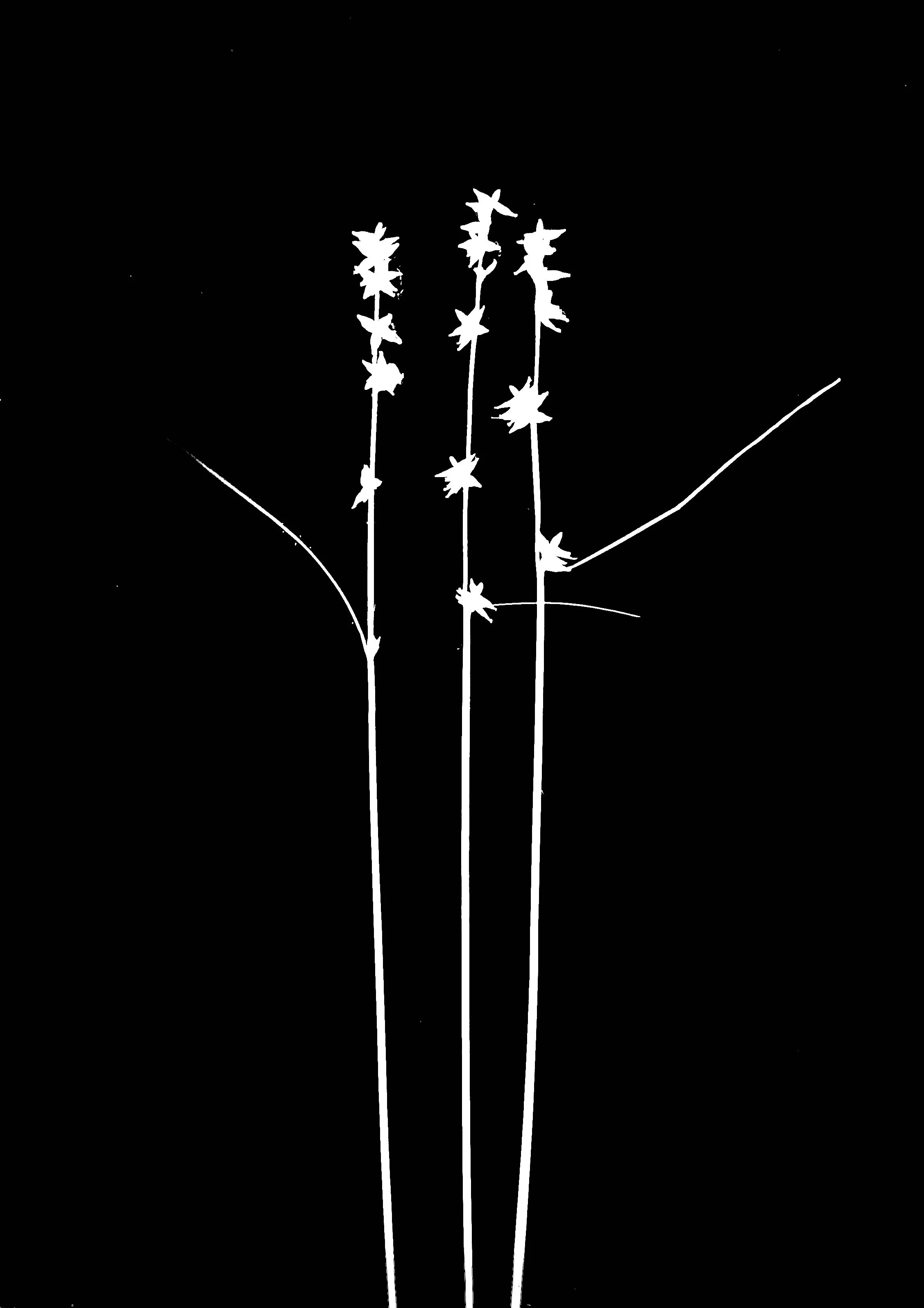 Curly-styled wood sedge. 
Care rosea.    8x10