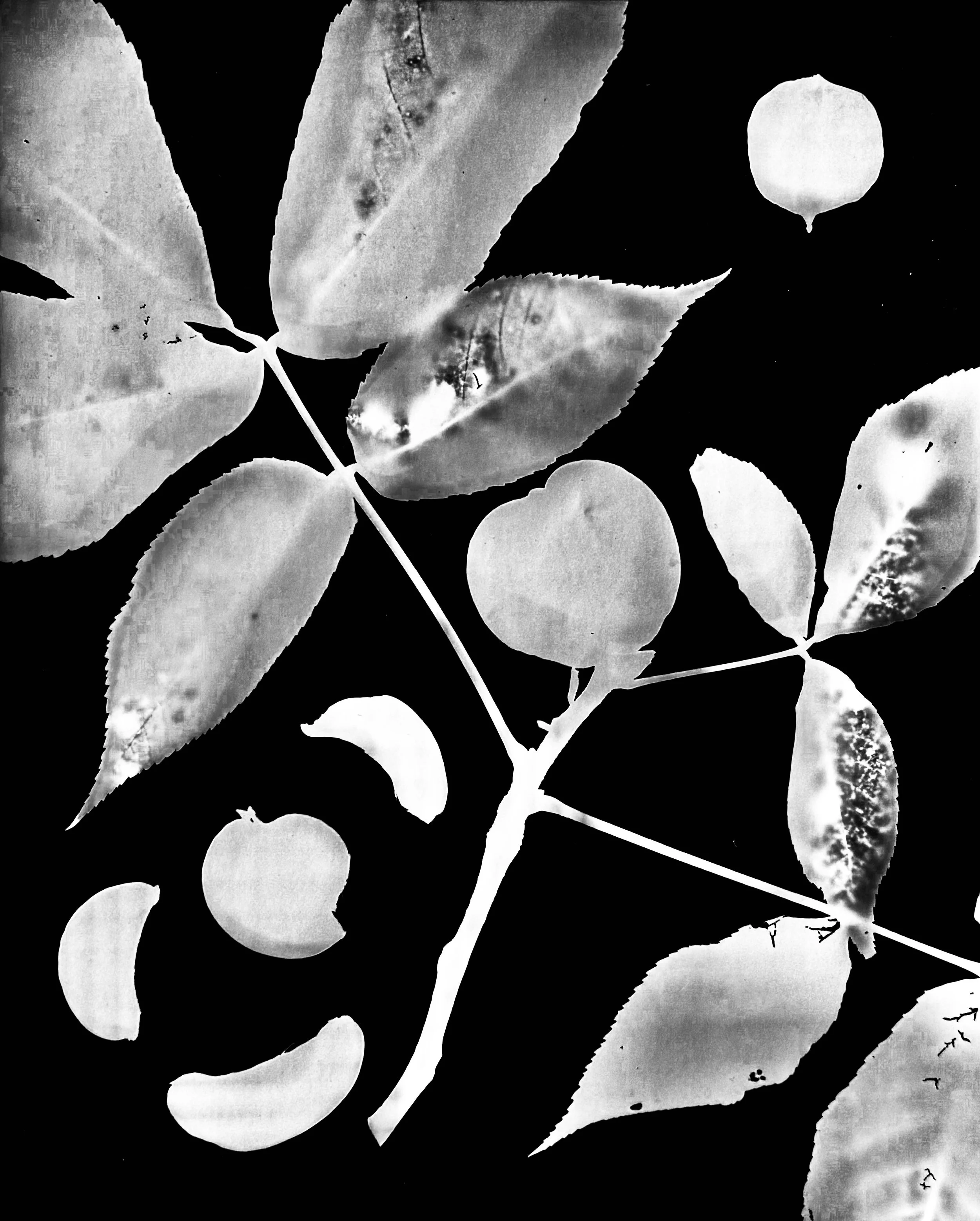 Shagbark Hickory
Carya ovata. 16x20