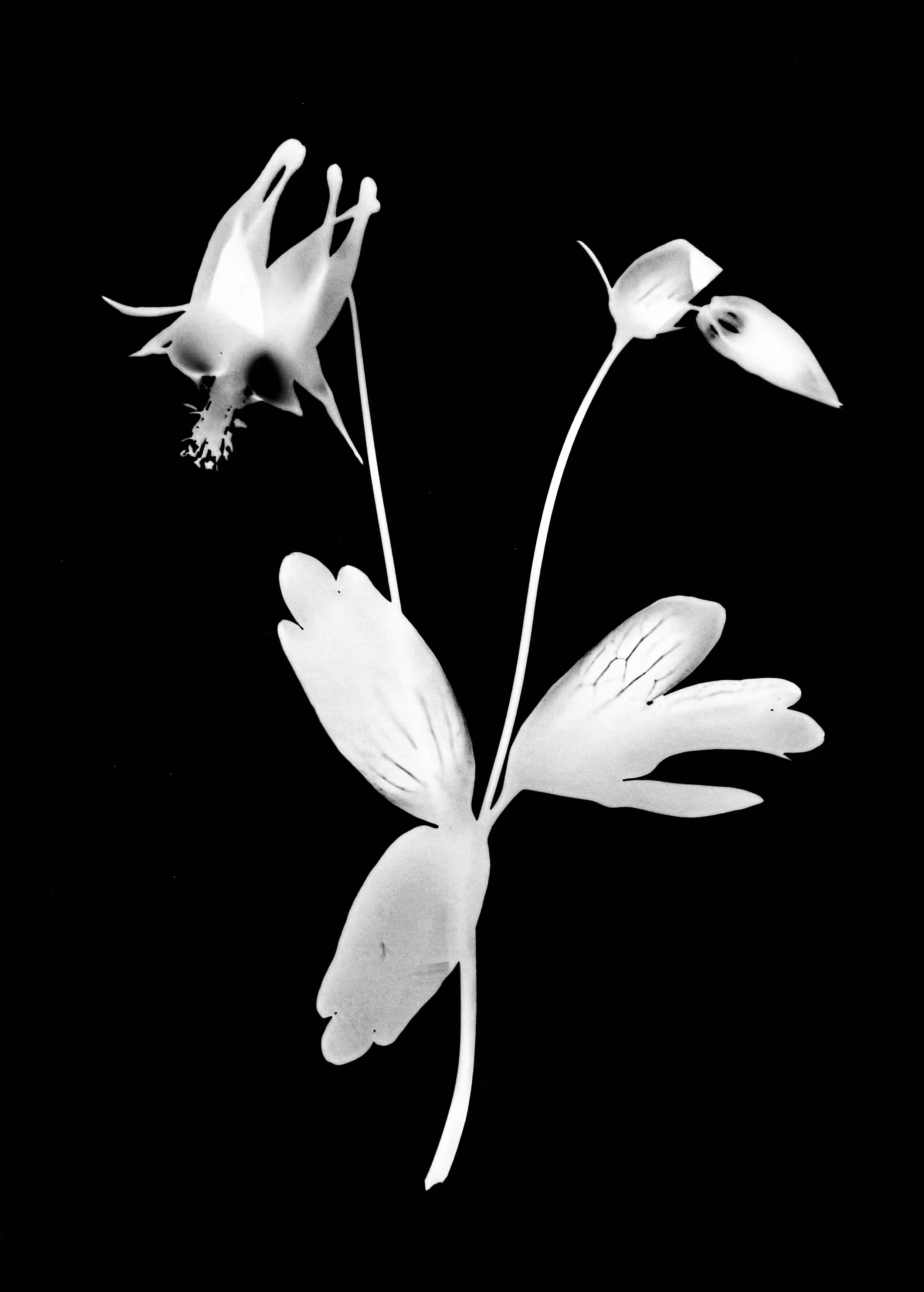 Wild Columbine. 5x7
Aquilegia candensis