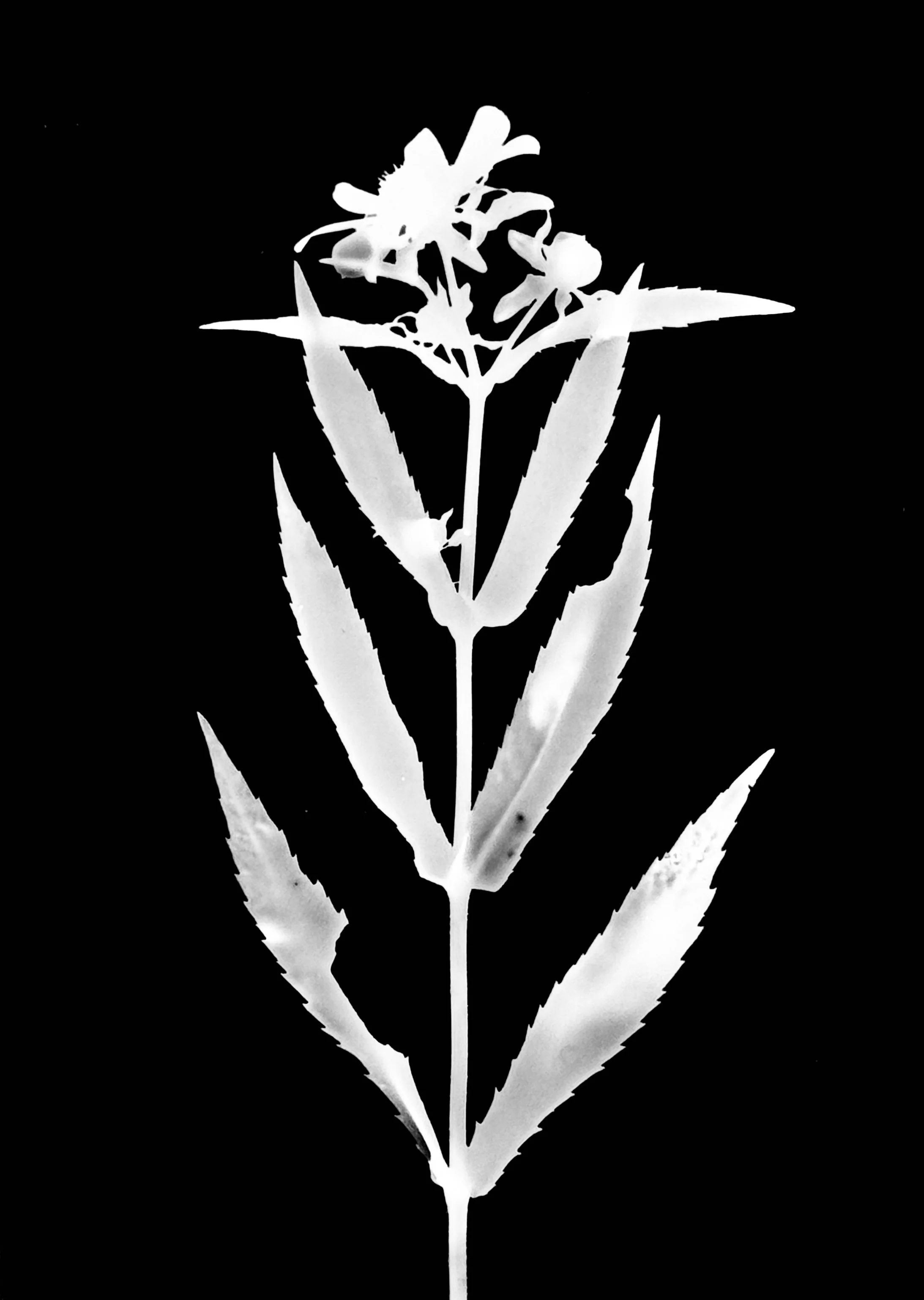 Straw -stemmed tickseed
Bidens comosa. 5x7