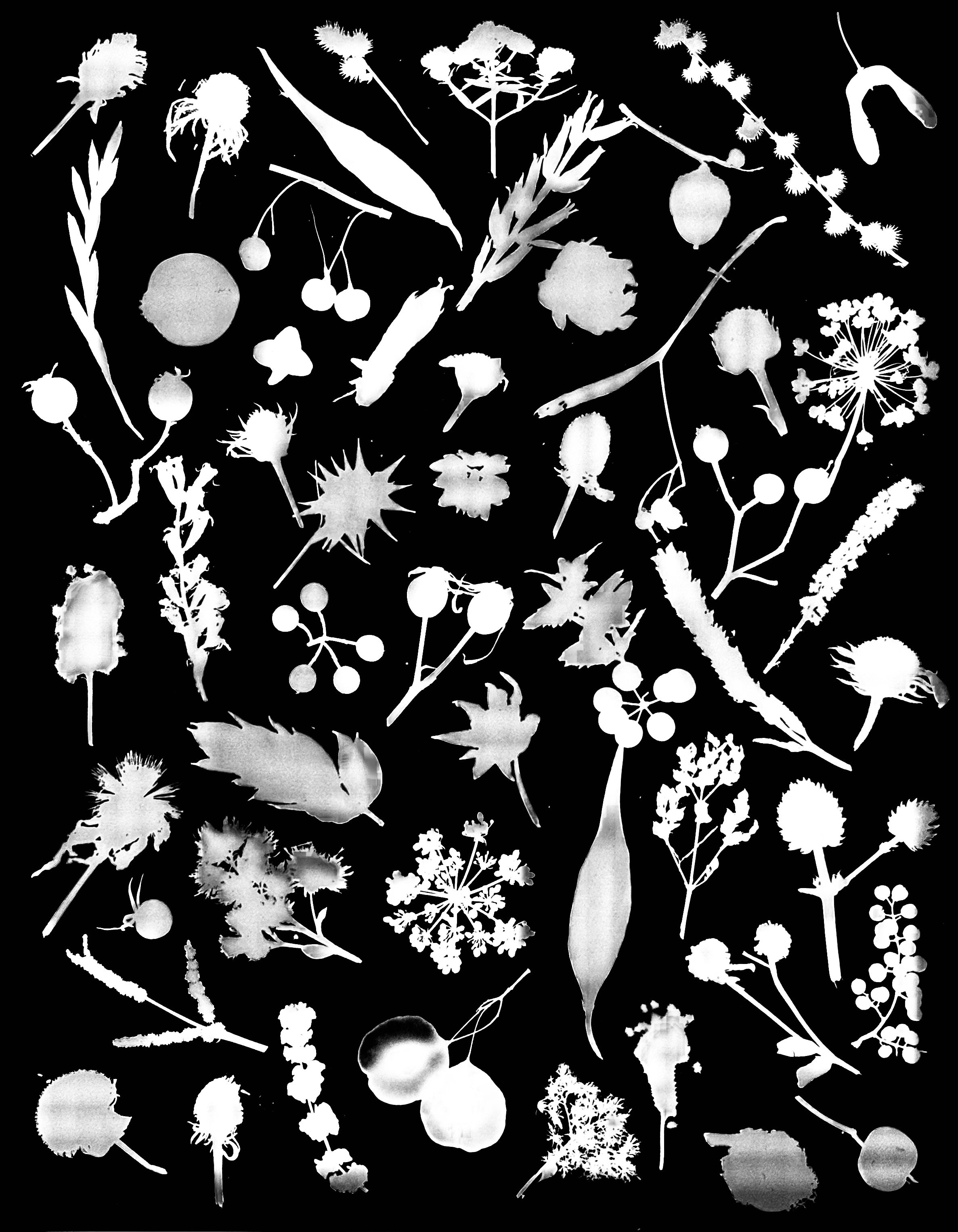 Seed Heads. var 1. 16x20