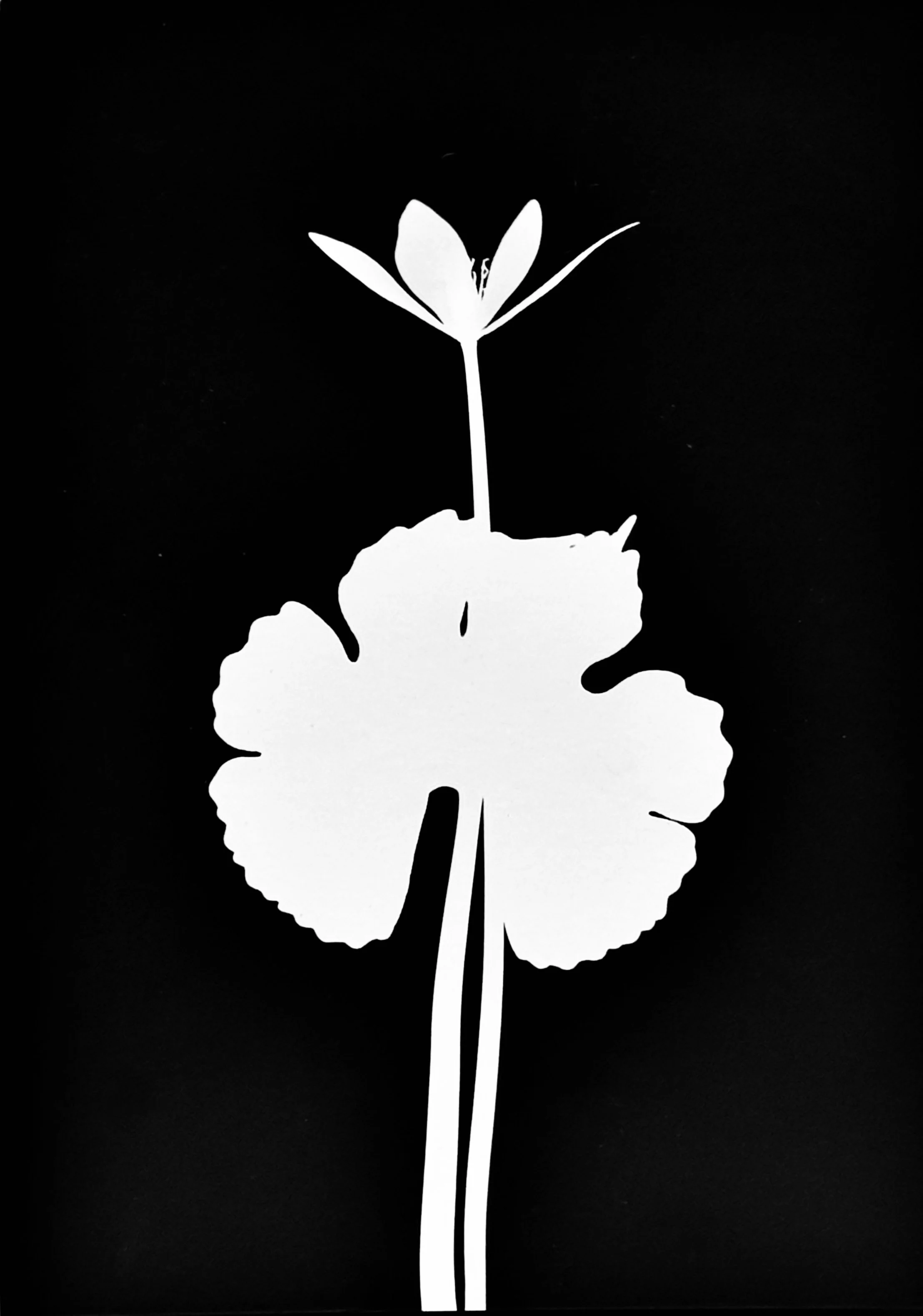 Blood root. 5x7  1A
Sanguinaria canadensis