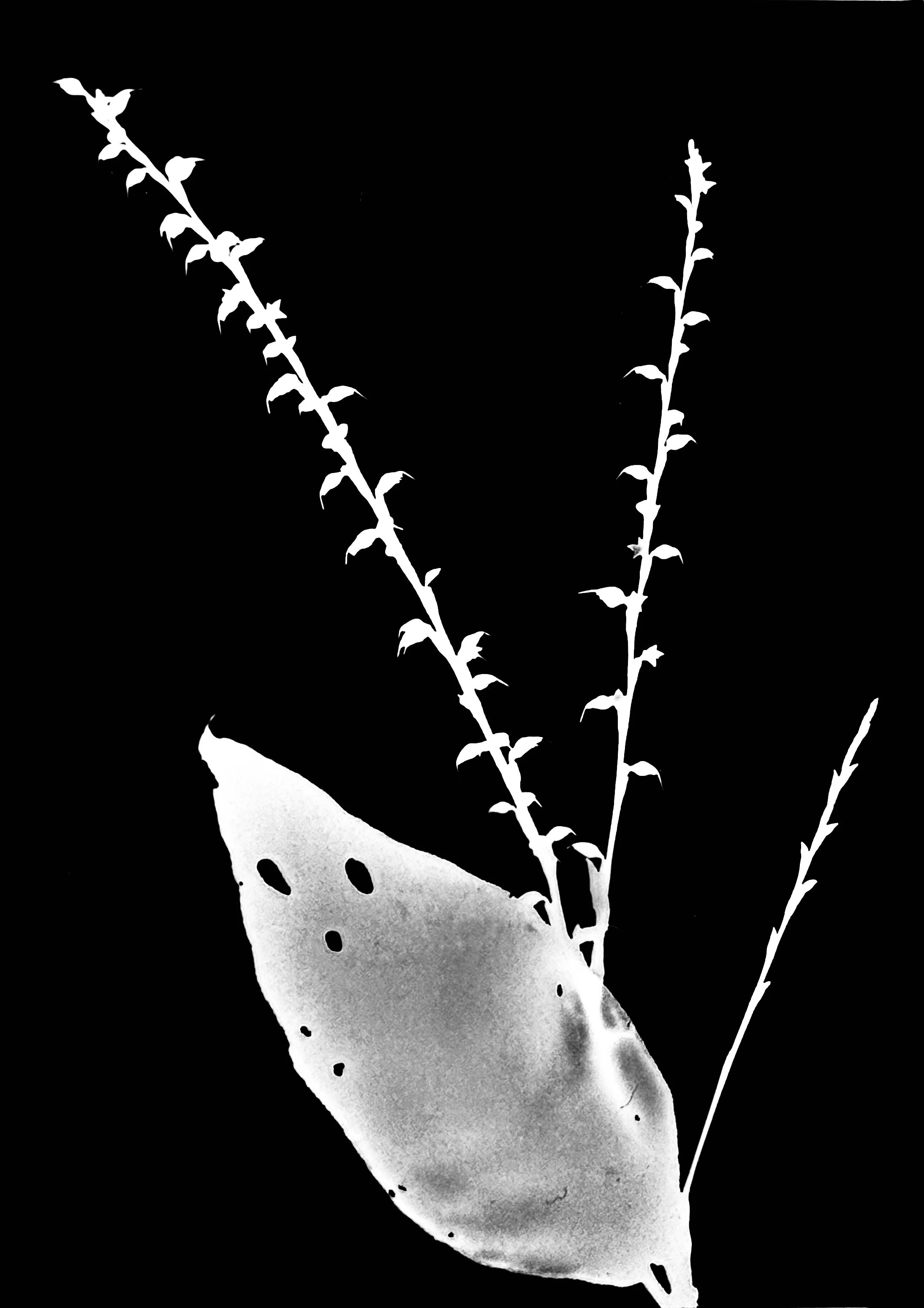 Woodland knotweed. 5x7
Polygonum virginianum