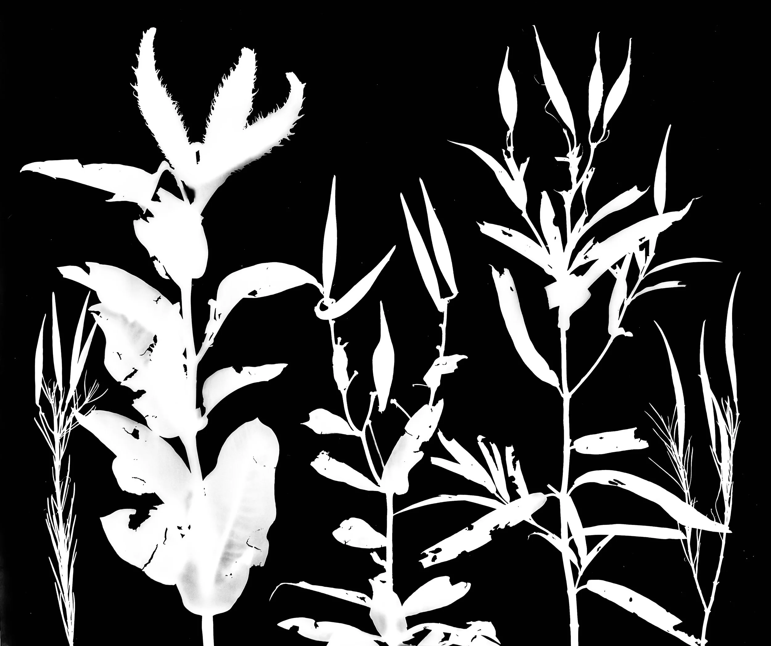 Milkweed seed pods : whorled, common, butterflyweed, swamp, whorled
Asclepias : vertilcilatta, syriaca, tuberosa, incarnata, verciliatta
20x24.  2 of 3.  2A