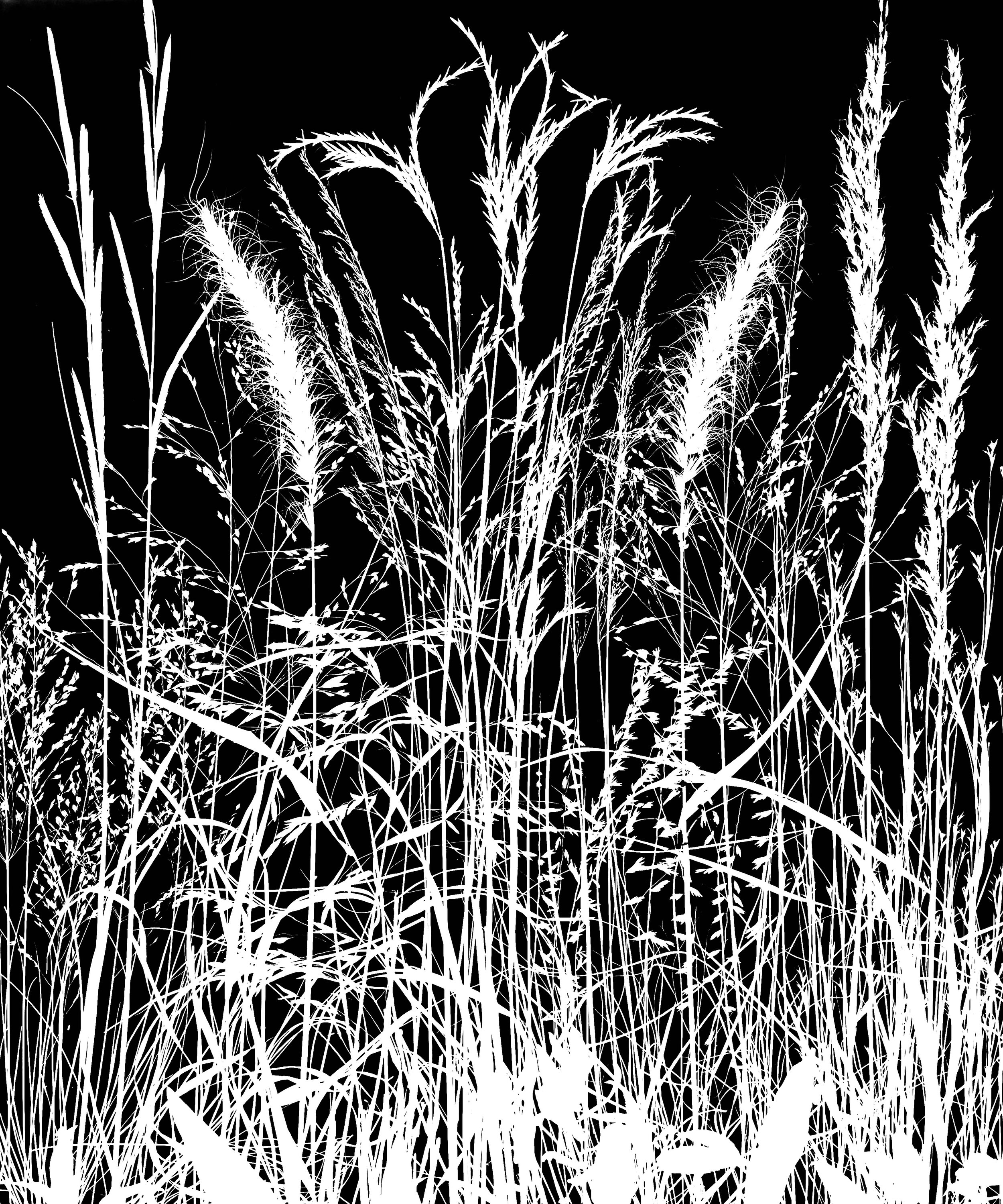 Prairie Grasses : Cord grass, Canada rye, Indian grass, Big Bluestem, Switch grass, Little Bluestem, Prairie Dropseed, Side-Oats Gramma, Blue Joint grass
20x24. 1A