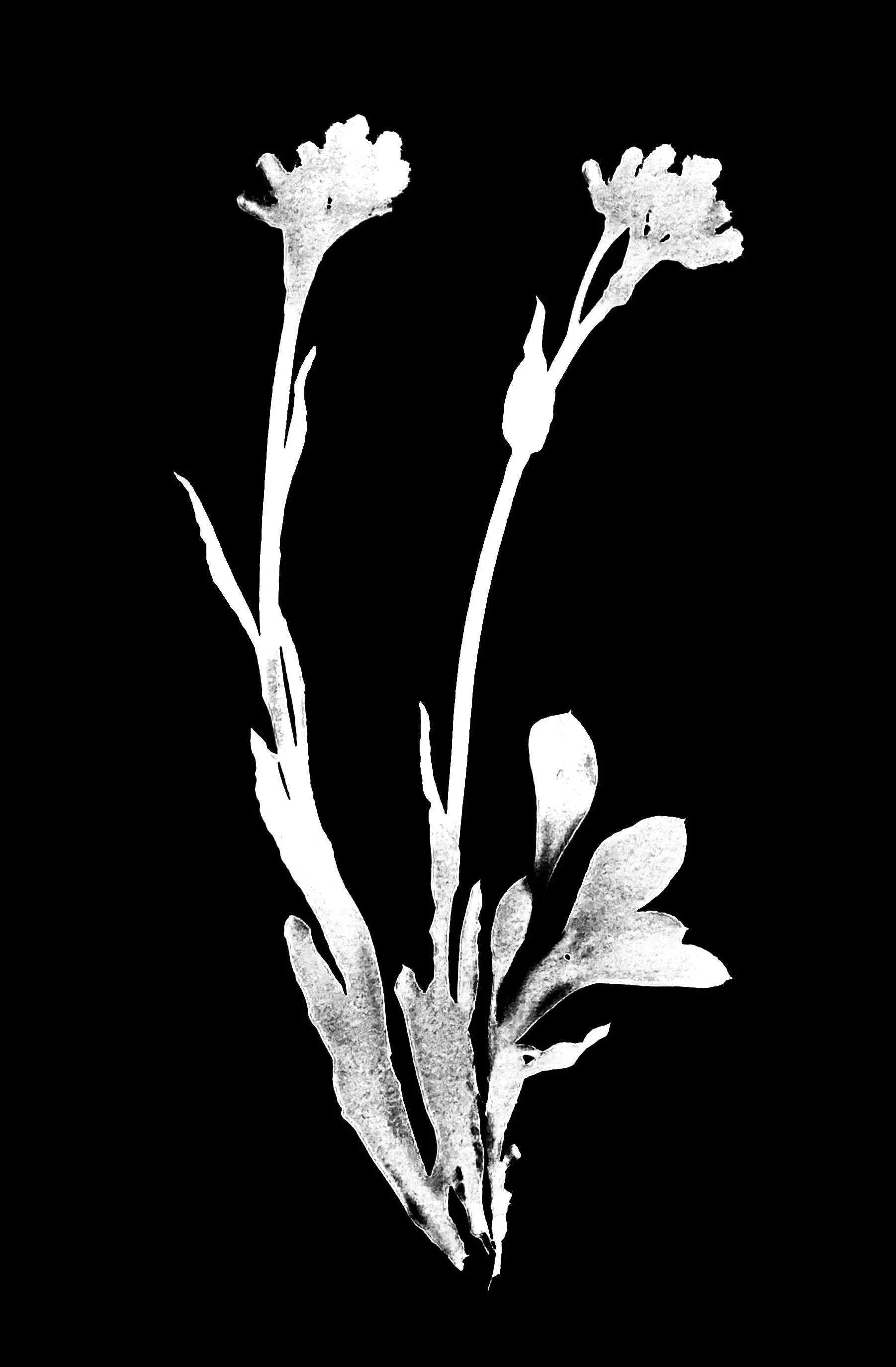 Pussy toes. 5x7
Antennaria plantaginifolia