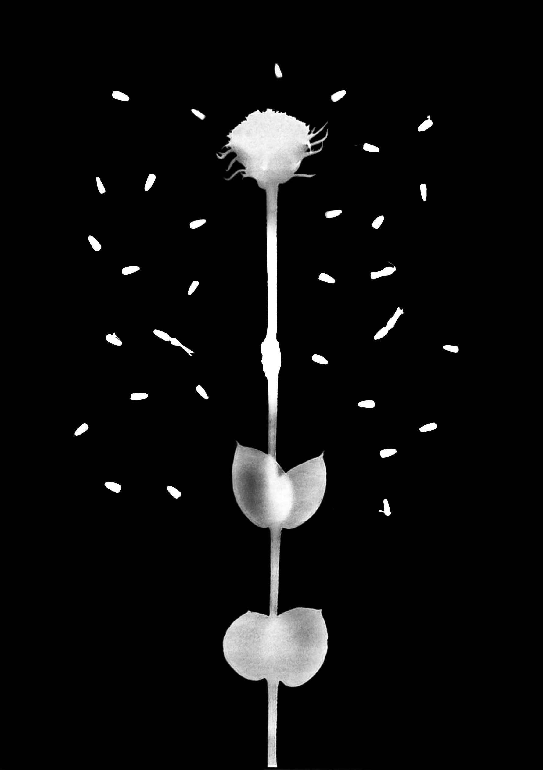 False Sunflower. seeds  8x10
Heliopsis helianthoides