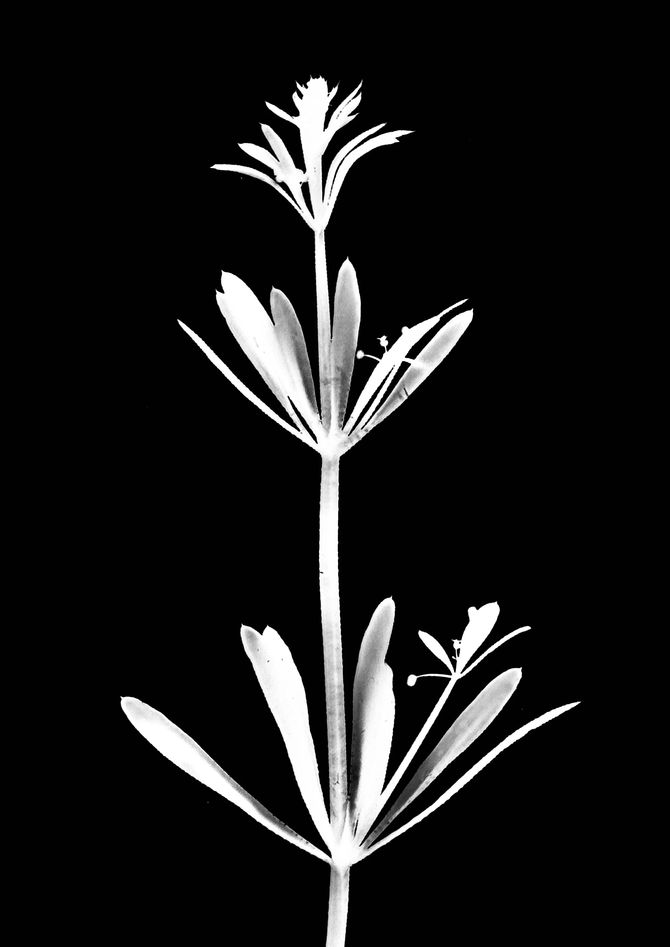 Wild velcro. 5x7
Gallium aparine